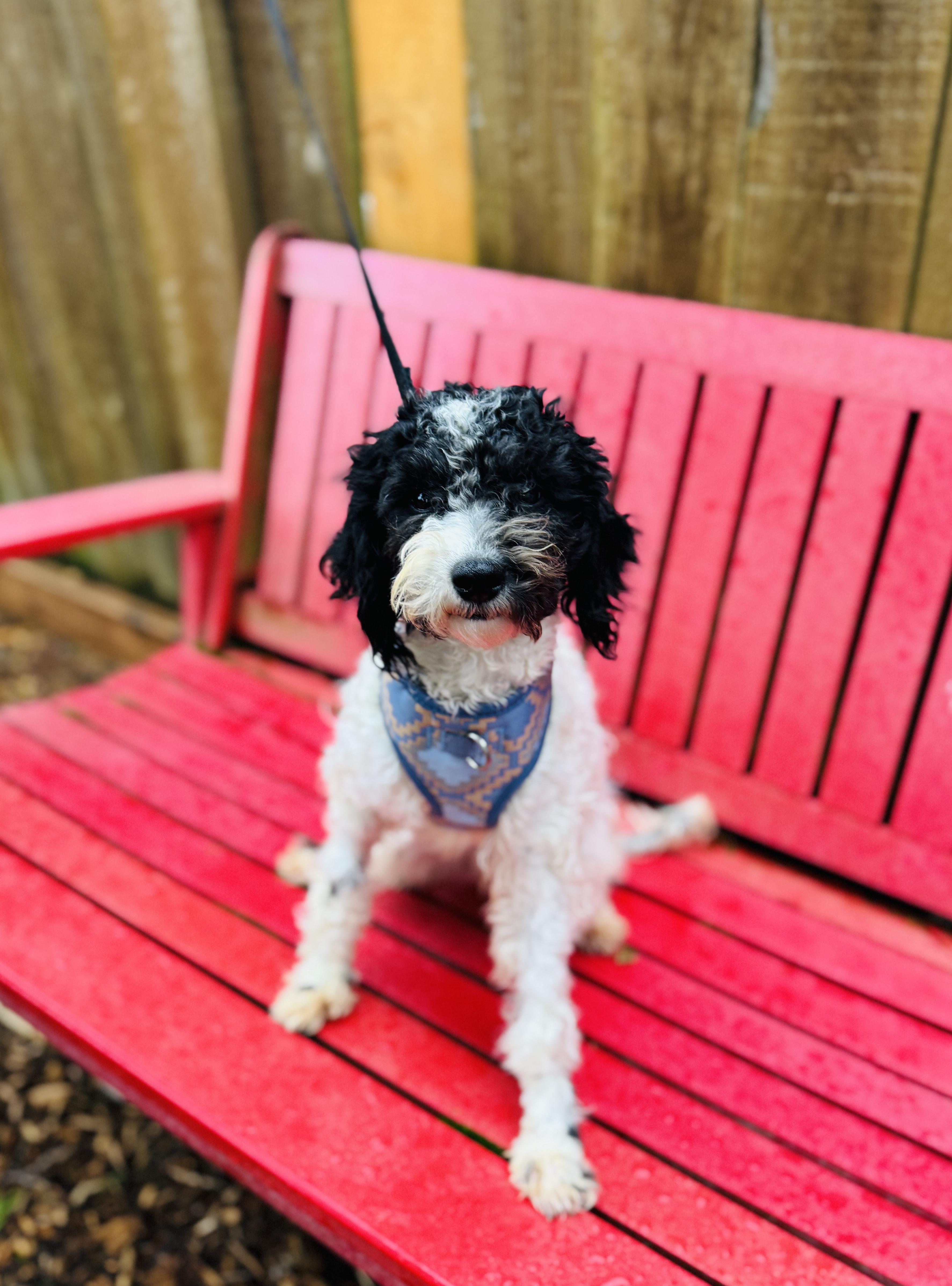 Sylvester thumbnail 4