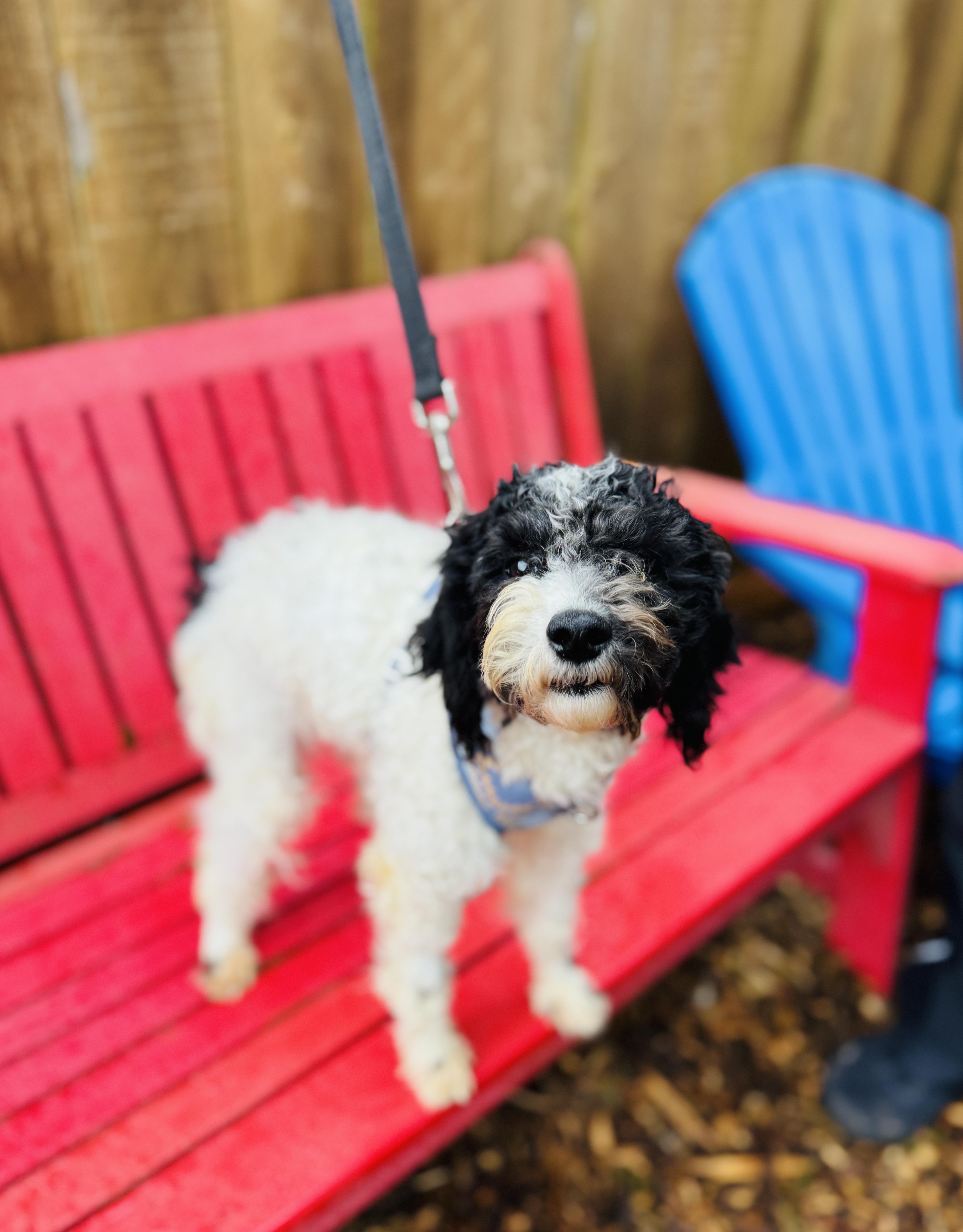 Sylvester thumbnail 5