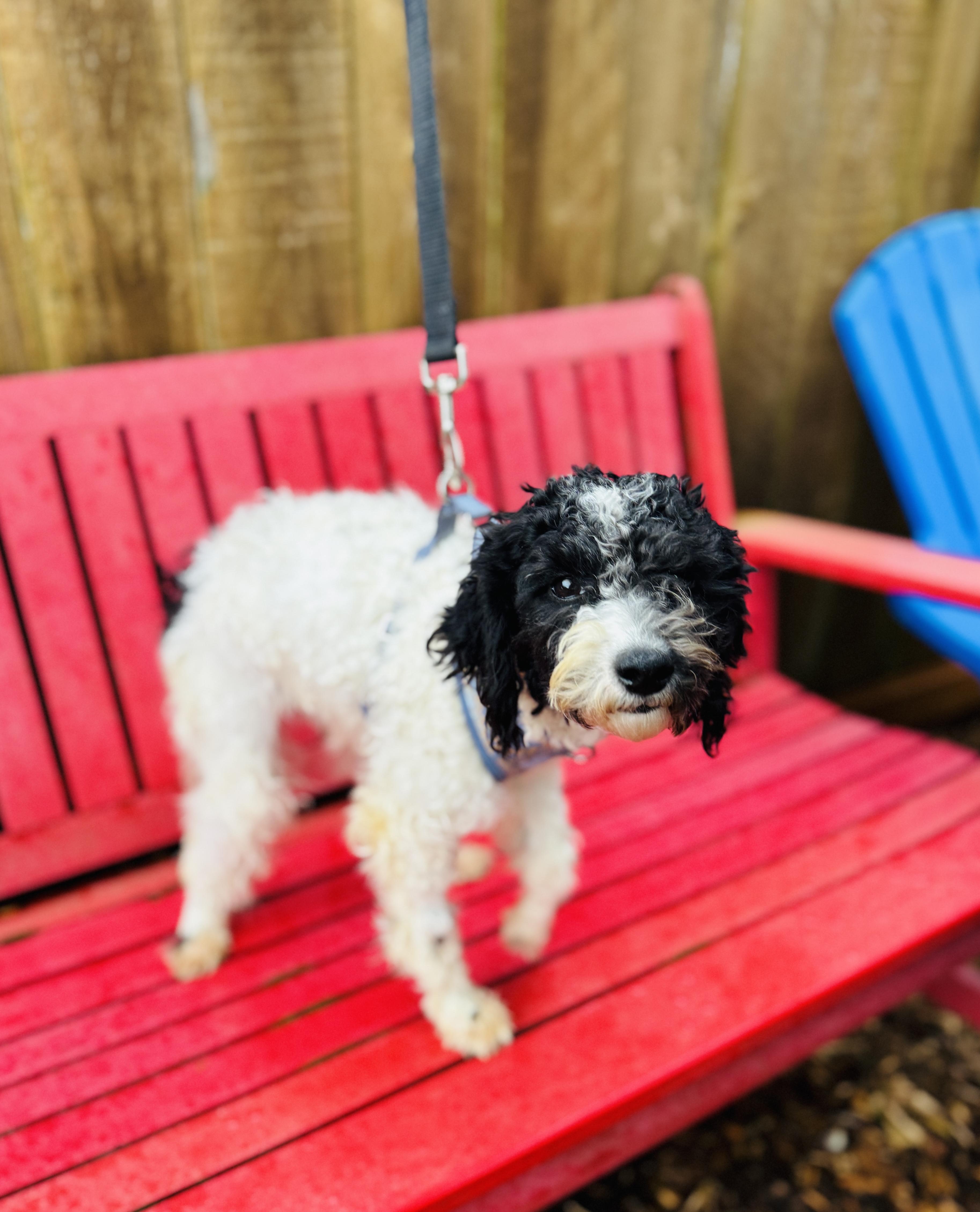 Sylvester thumbnail 6