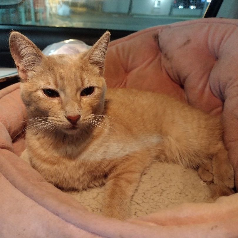 Enlarge Holly, a Adoptable Domestic Short Hair in Donna, TX image 1/3