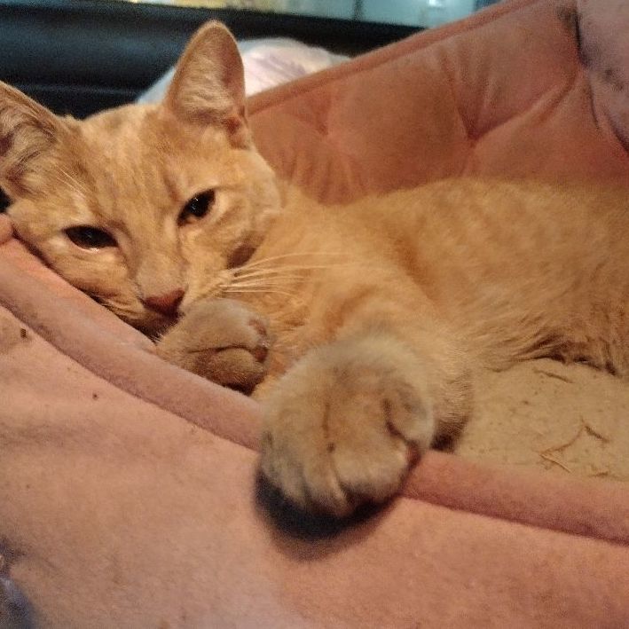 Enlarge Holly, a Adoptable Domestic Short Hair in Donna, TX image 2/3