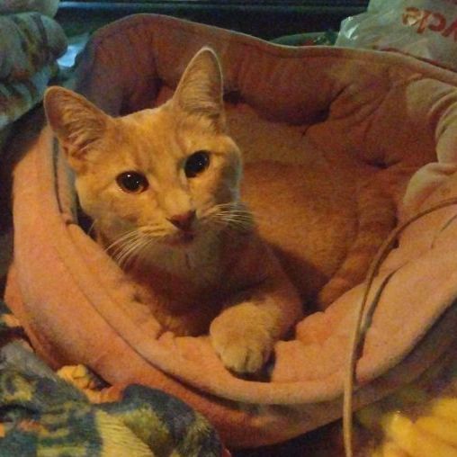 Enlarge Holly, a Adoptable Domestic Short Hair in Donna, TX image 3/3