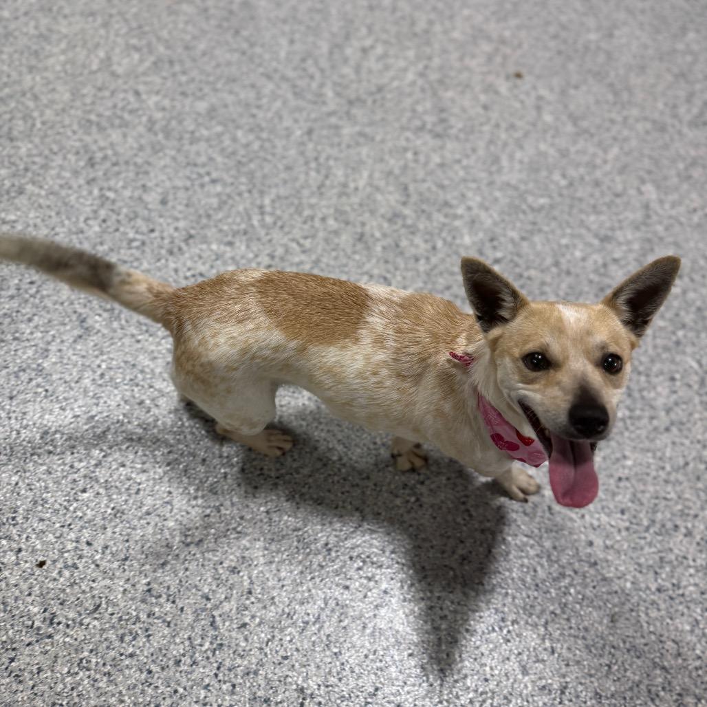 Trudy, Adoptable, Adult Female Chihuahua & Cattle Dog.