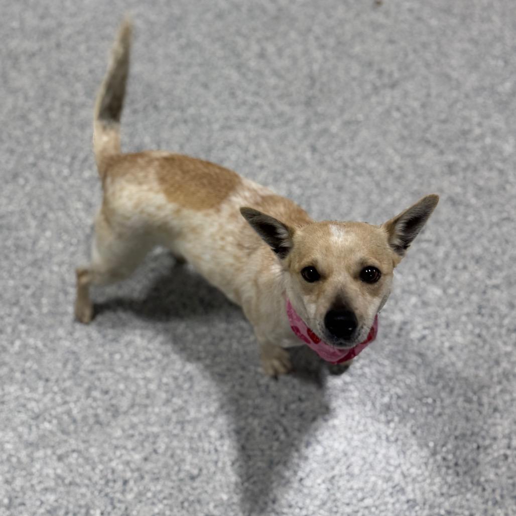 Enlarge Trudy, a Adoptable mixed breed in Newberg, OR image 2/6