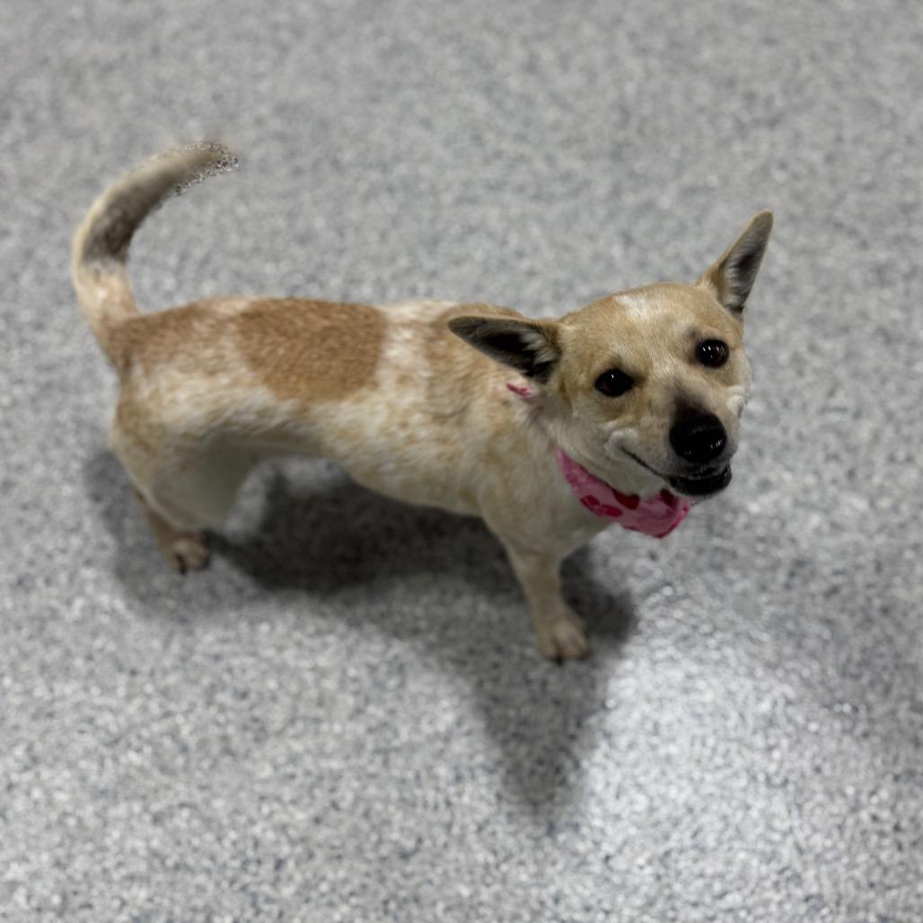 Enlarge Trudy, a Adoptable mixed breed in Newberg, OR image 3/6