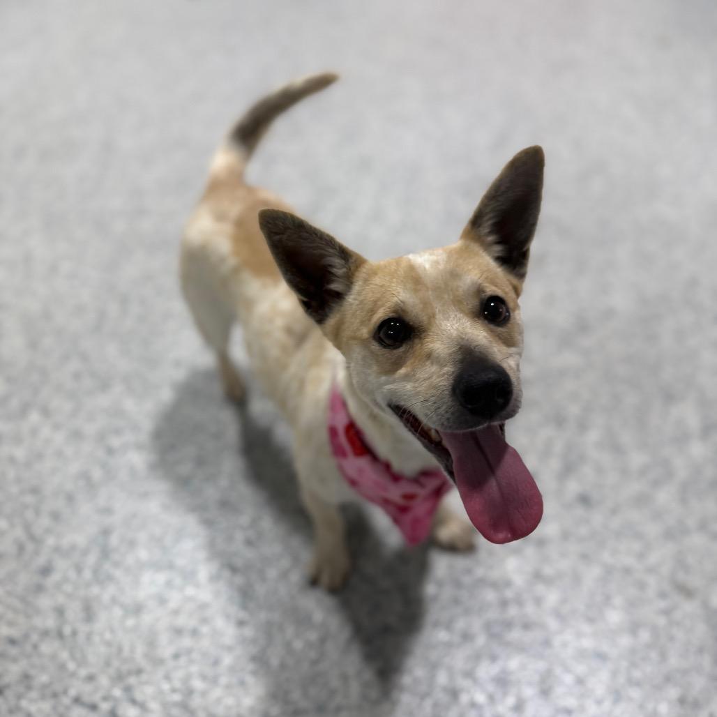 Enlarge Trudy, a Adoptable mixed breed in Newberg, OR image 4/6