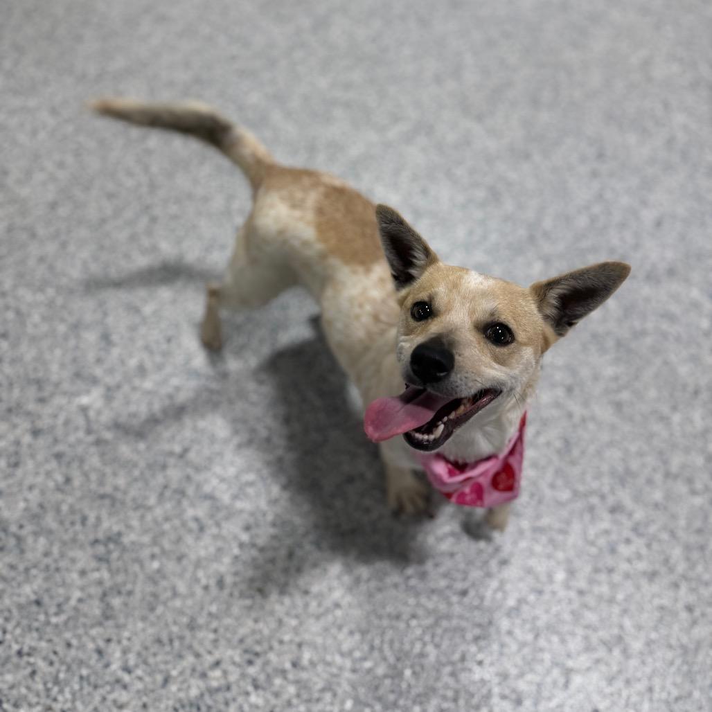 Enlarge Trudy, a Adoptable mixed breed in Newberg, OR image 5/6