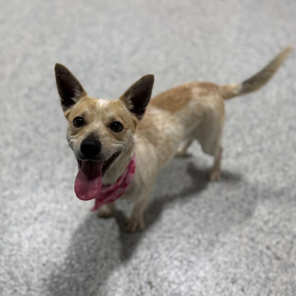 Enlarge Trudy, a Adoptable mixed breed in Newberg, OR image 6/6