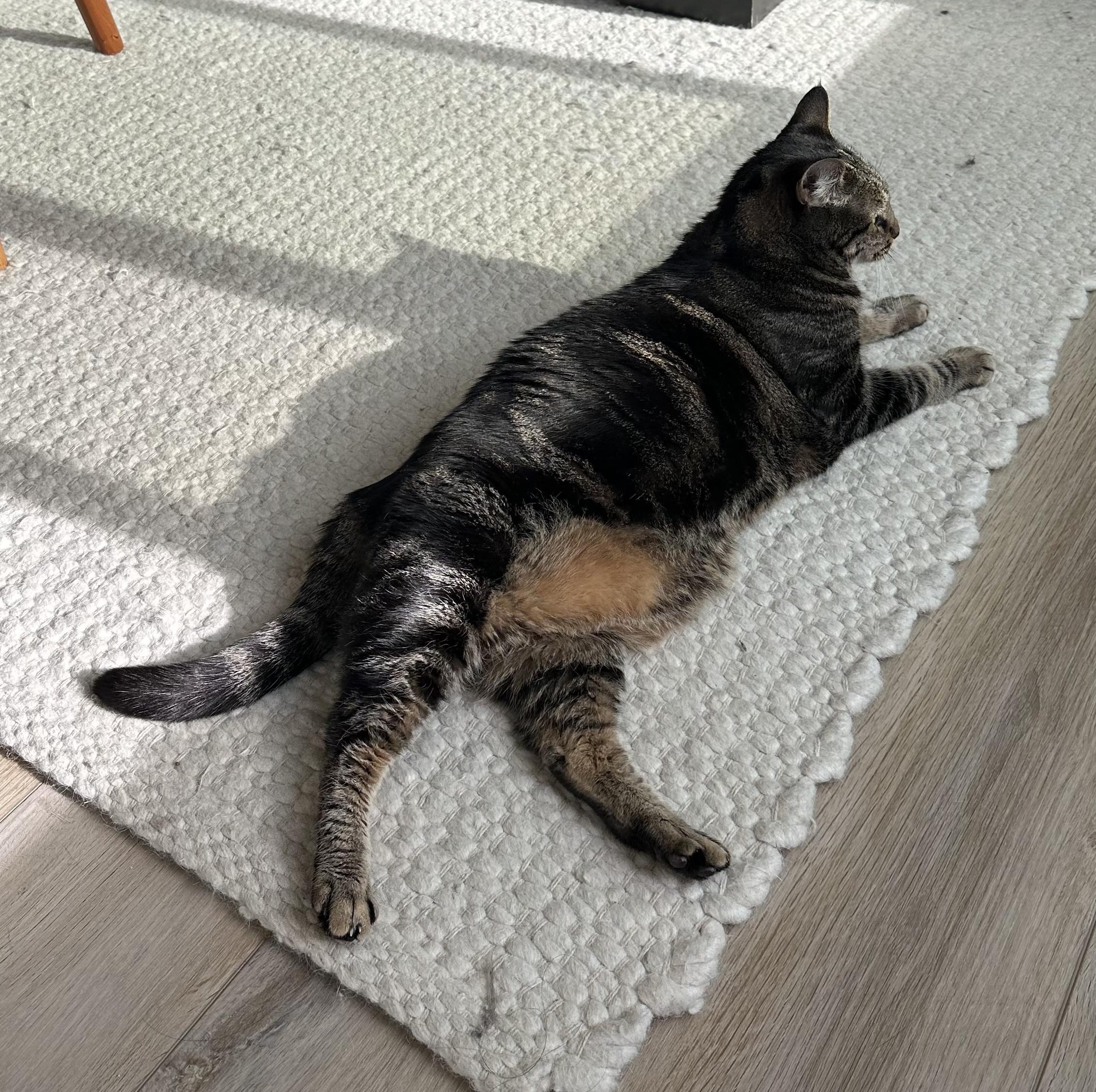 Enlarge Angel, a ADOPTABLE Tabby in Laguna Beach, CA image 3/6