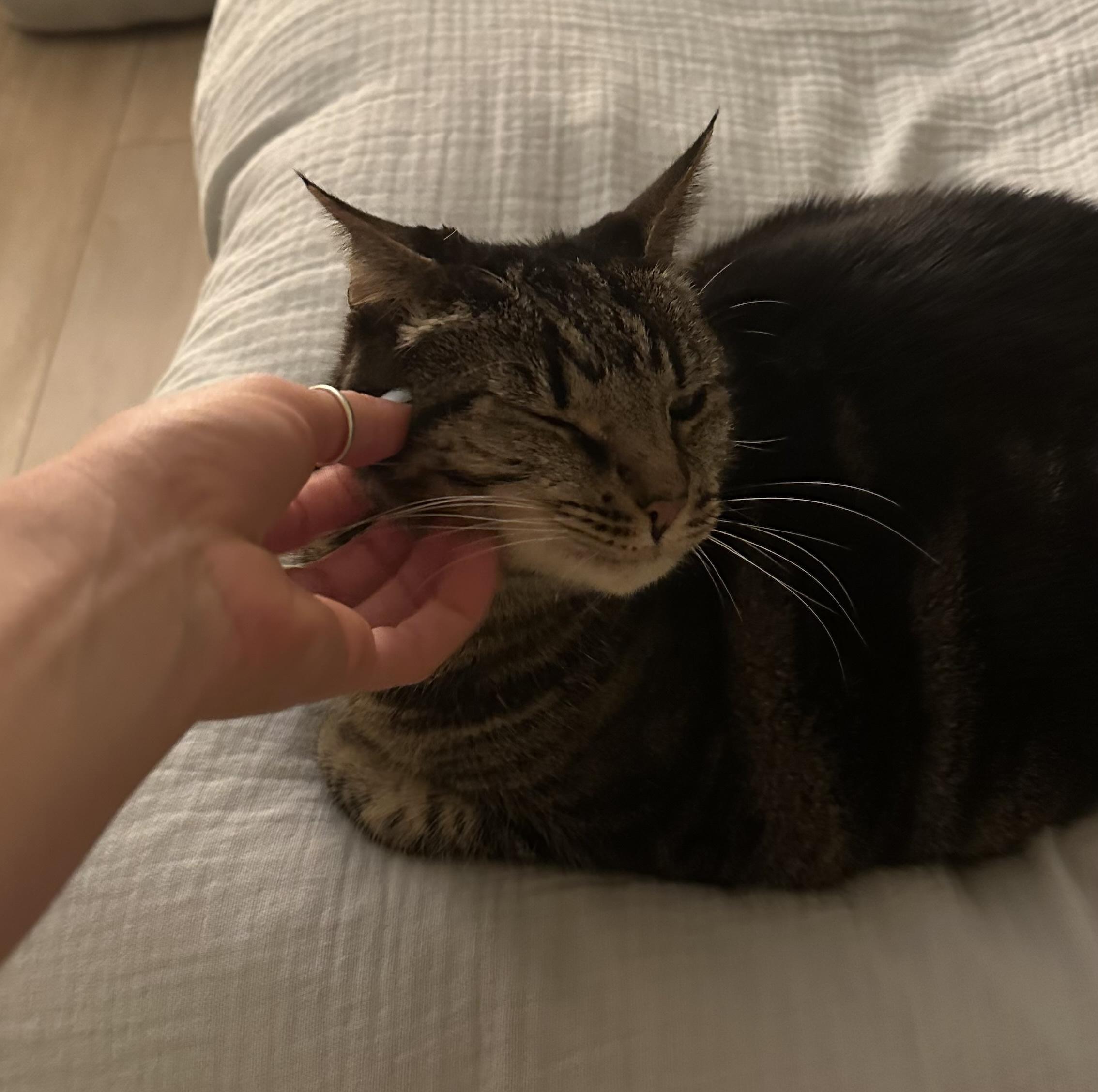 Enlarge Angel, a ADOPTABLE Tabby in Laguna Beach, CA image 6/6