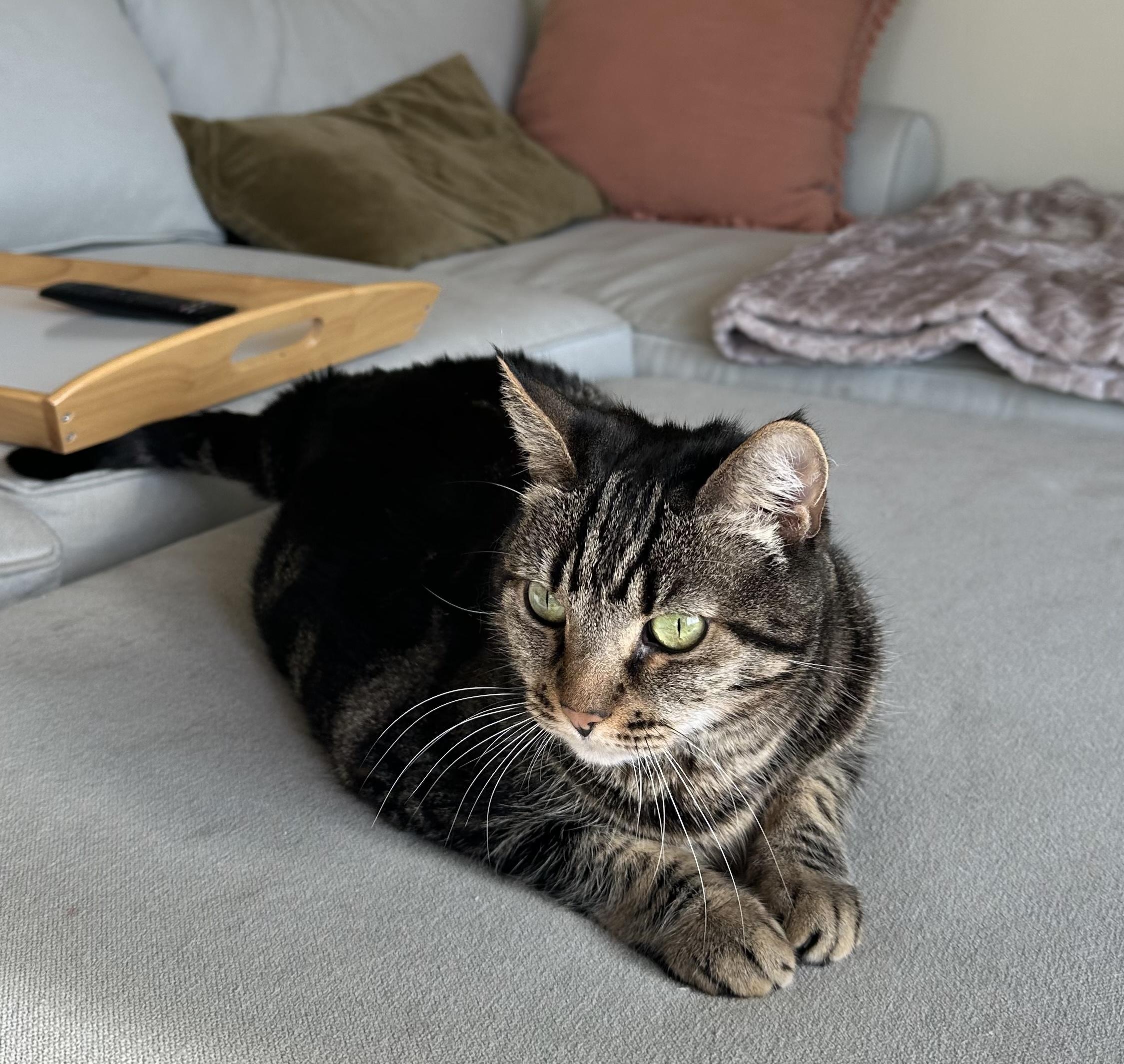 Enlarge Angel, a ADOPTABLE Tabby in Laguna Beach, CA image 4/6