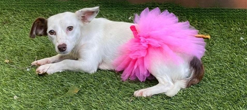 Judith, adopted, Young Female Mixed Breed.