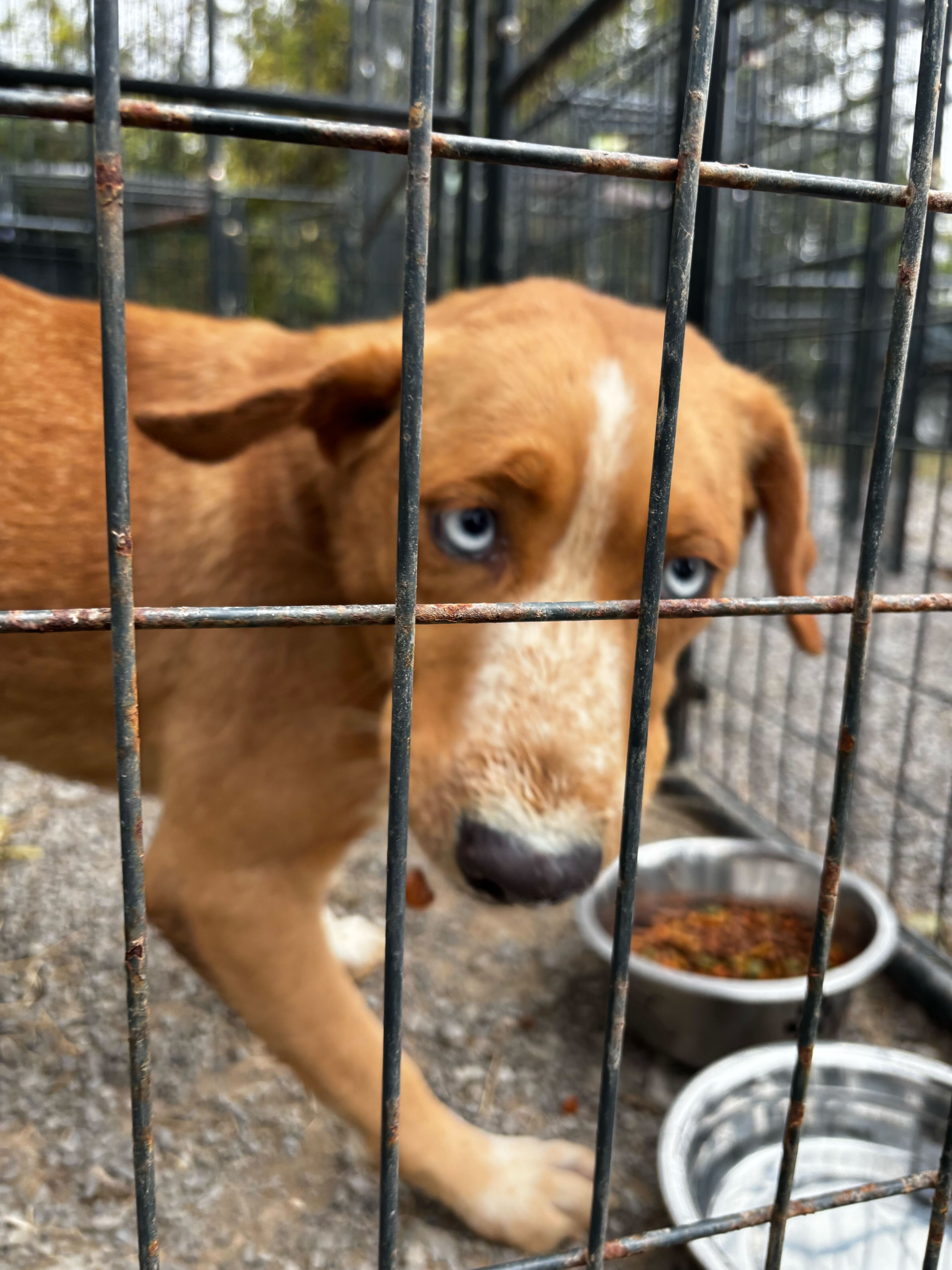 Dog for adoption Happy Feet, a Mixed Breed in Sevierville, TN Petfinder