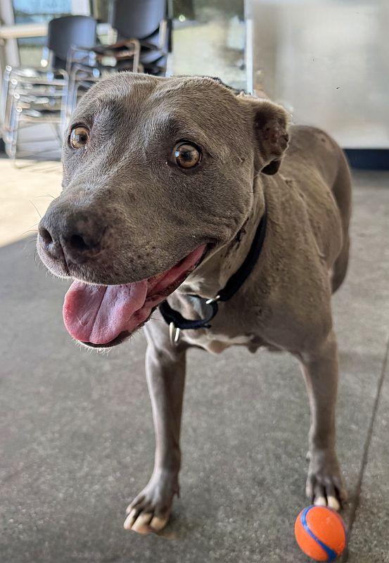 Melanie, a ADOPTABLE mixed breed in Berkeley, CA image 1/6