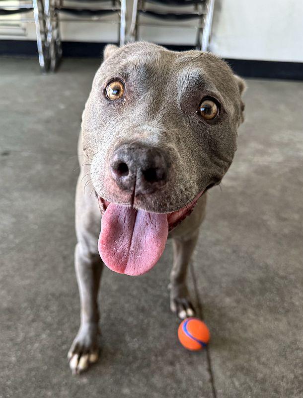 Melanie, a ADOPTABLE mixed breed in Berkeley, CA image 5/6