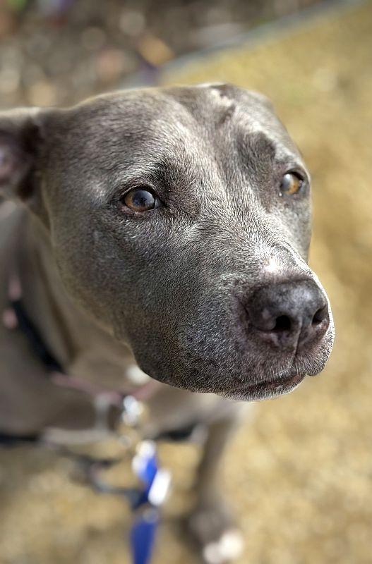 Melanie, a ADOPTABLE mixed breed in Berkeley, CA image 4/6