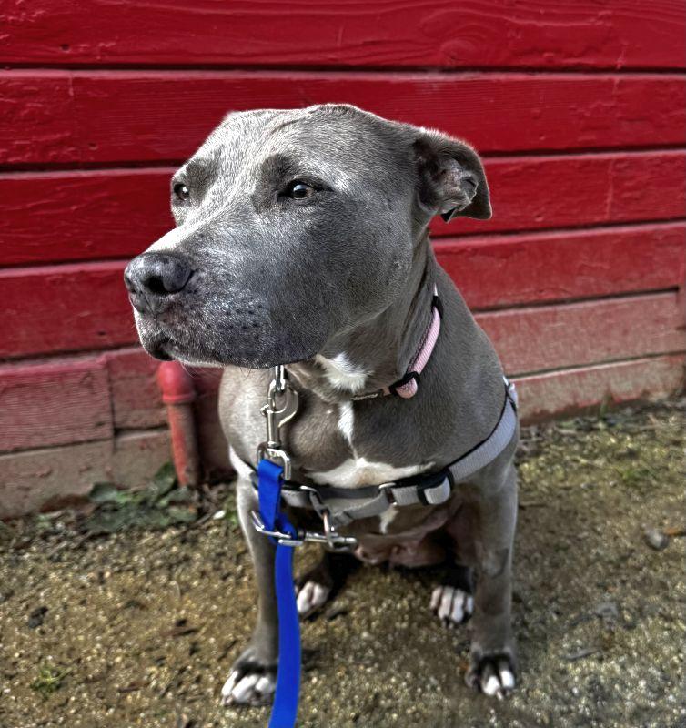 Melanie, a ADOPTABLE mixed breed in Berkeley, CA image 3/6