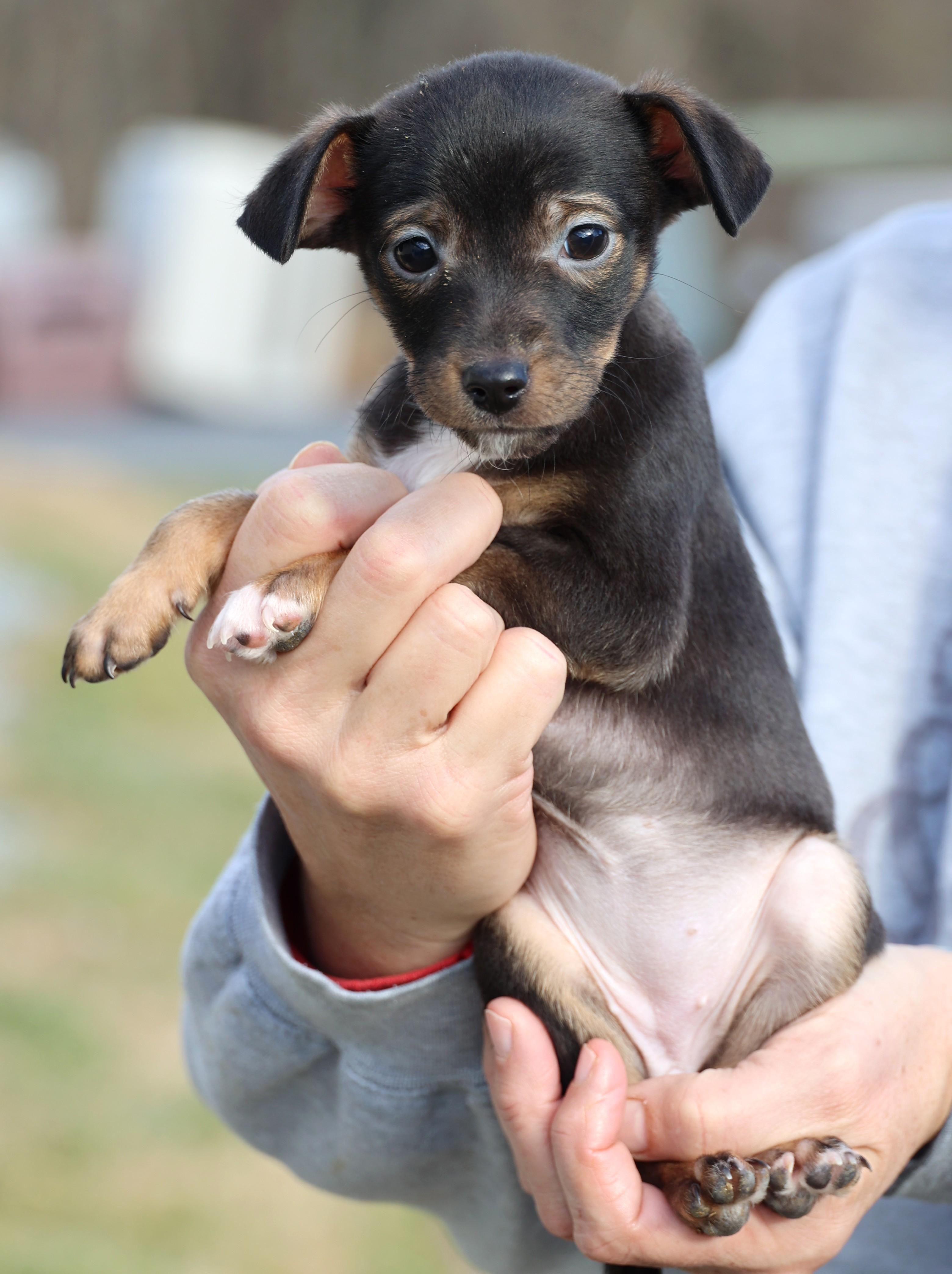 Enlarge Vivian-Available! www.lhar.dog to apply! , an adoptable mixed breed in Frederick, MD image 3/5