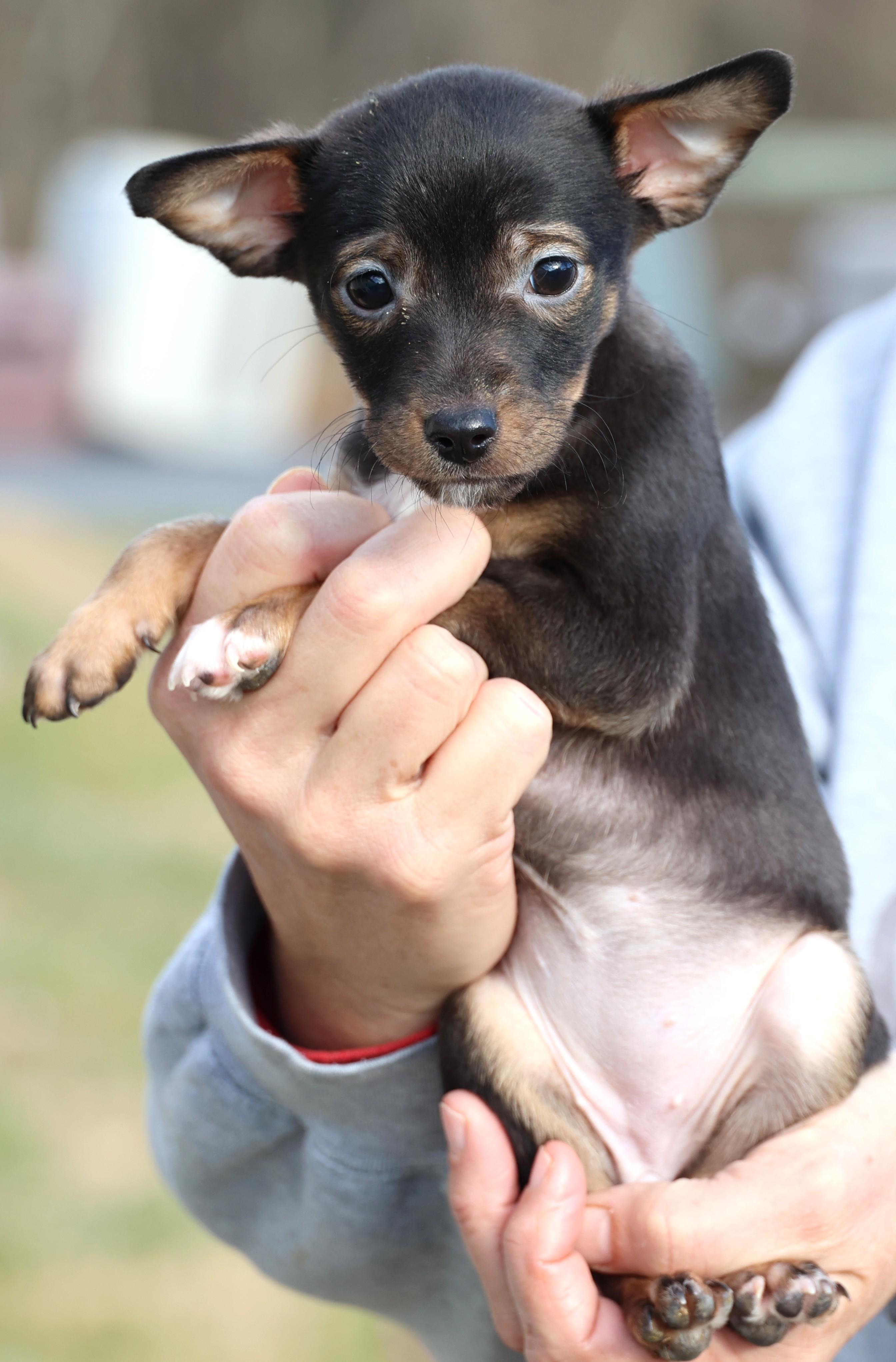 Enlarge Vivian-Available! www.lhar.dog to apply! , an adoptable mixed breed in Frederick, MD image 5/5