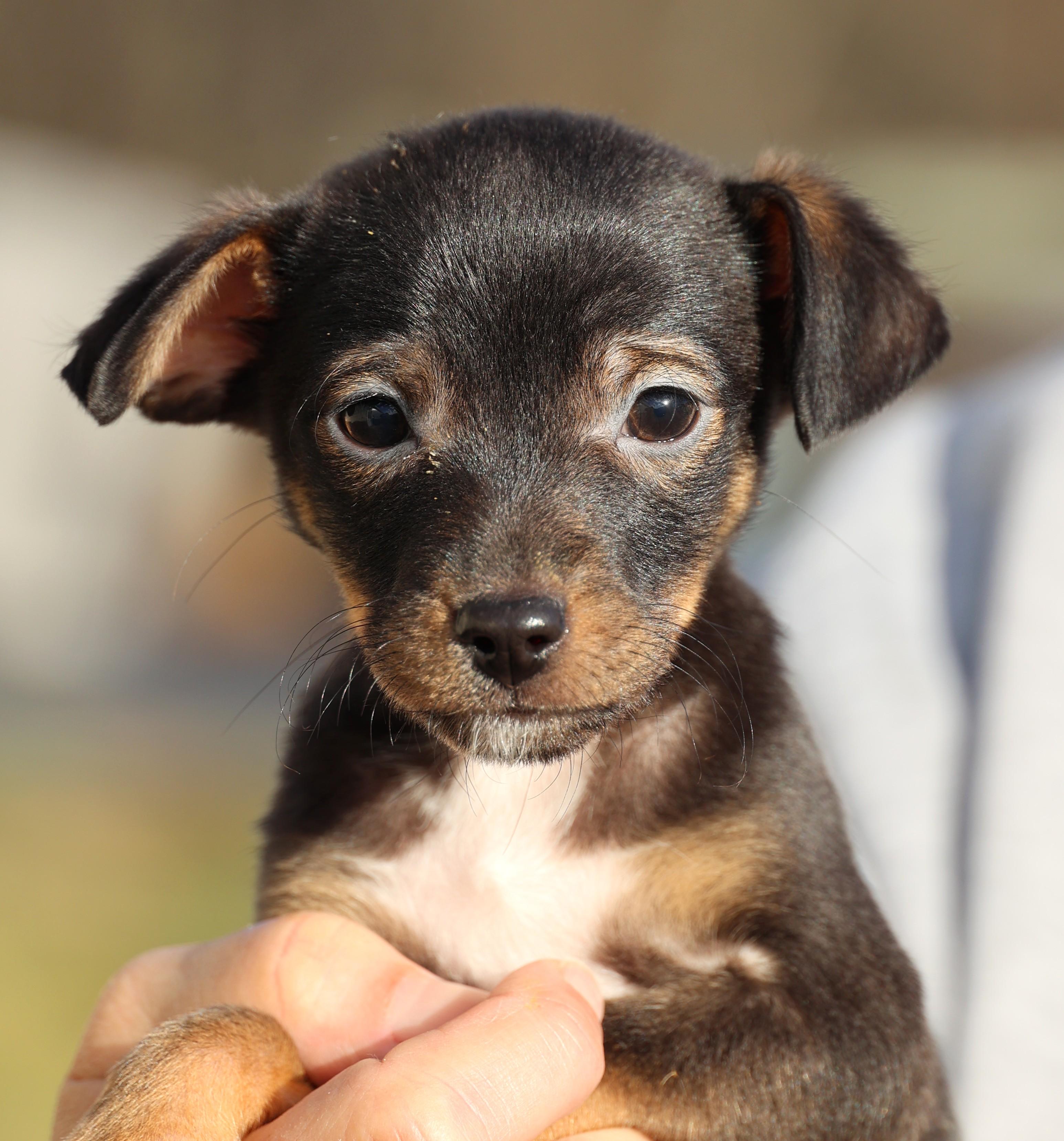 Enlarge Vivian-Available! www.lhar.dog to apply! , an adoptable mixed breed in Frederick, MD image 1/5