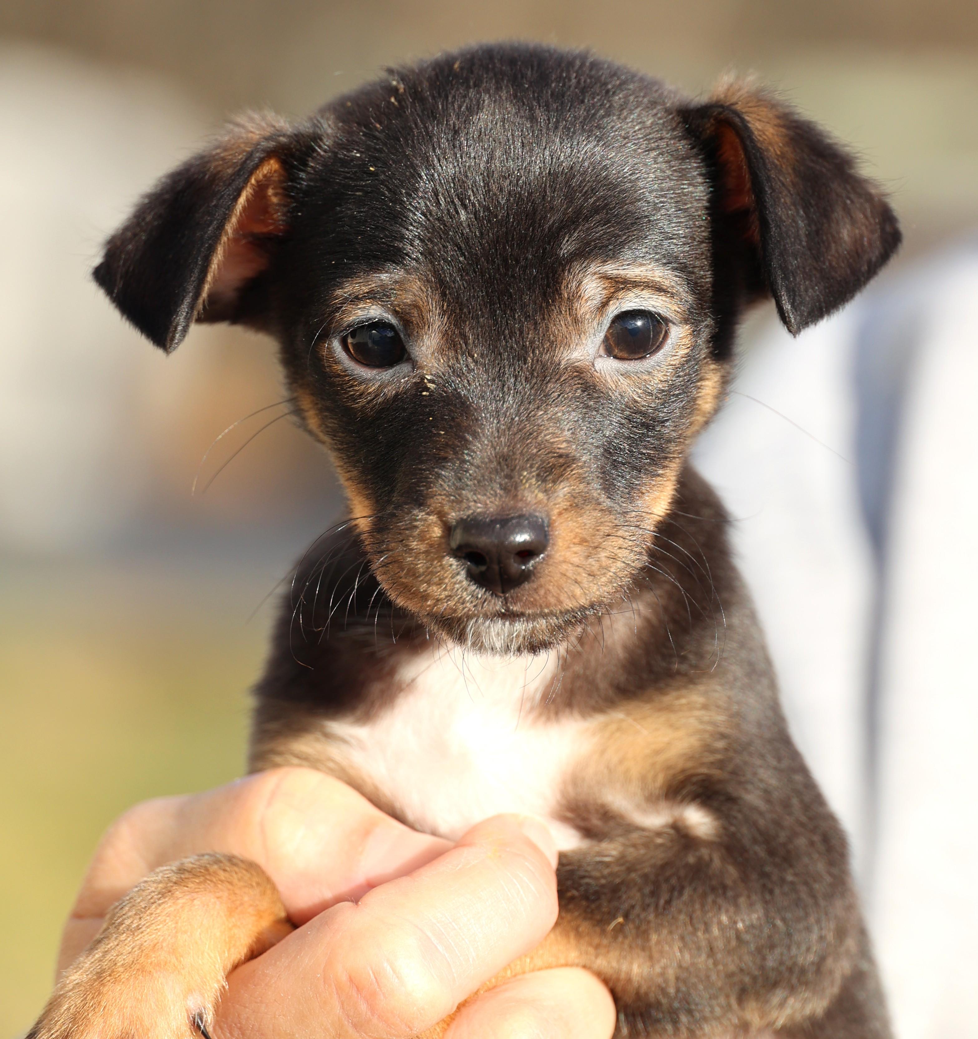 Enlarge Vivian-Available! www.lhar.dog to apply! , an adoptable mixed breed in Frederick, MD image 2/5