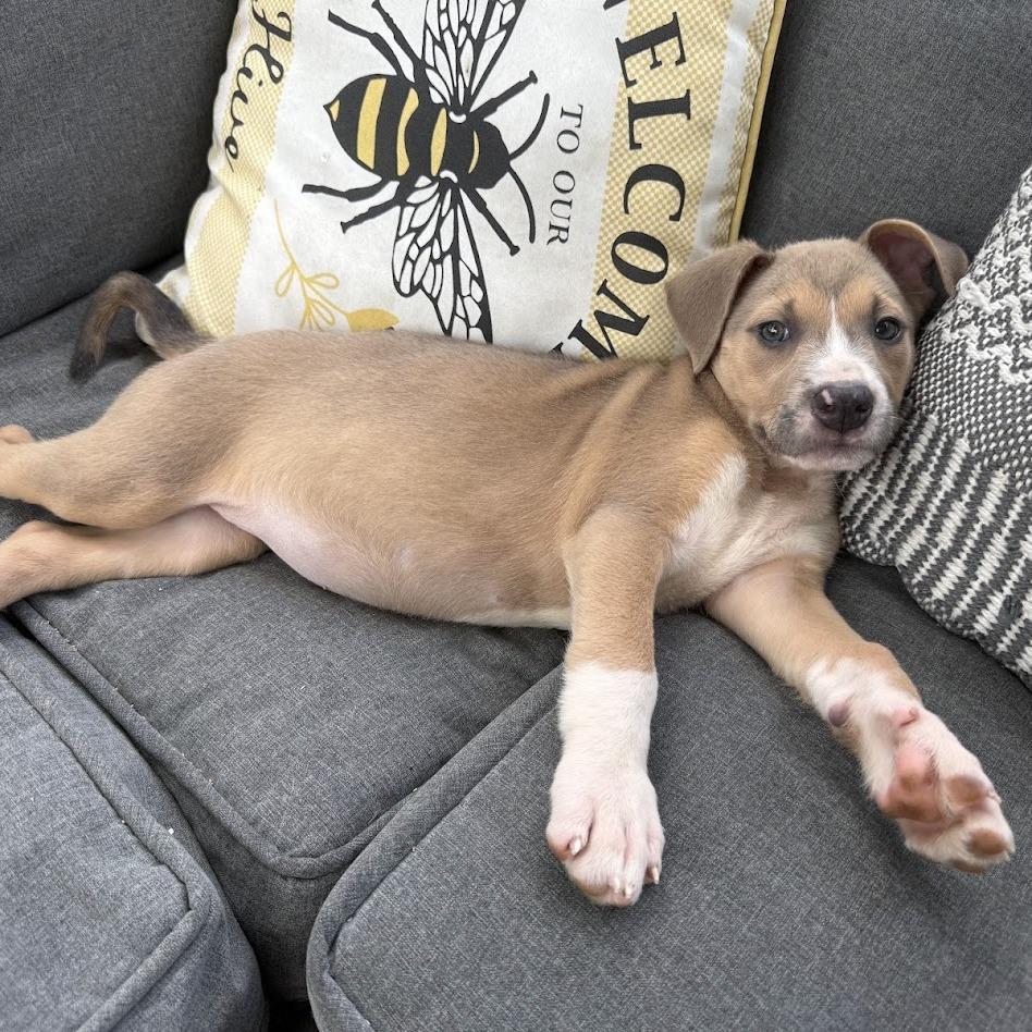 Lilly, Adoptable, Puppy Female Labrador Retriever.