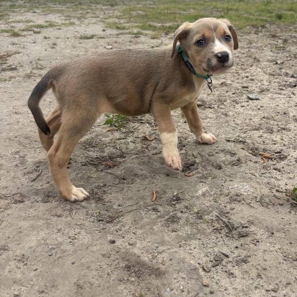 Lilly, Adoptable, Puppy Female Labrador Retriever.