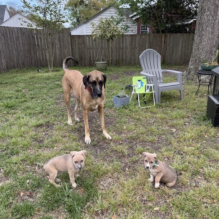 Enlarge Lilly, a Adoptable mixed breed in North Charleston, SC image 2/4