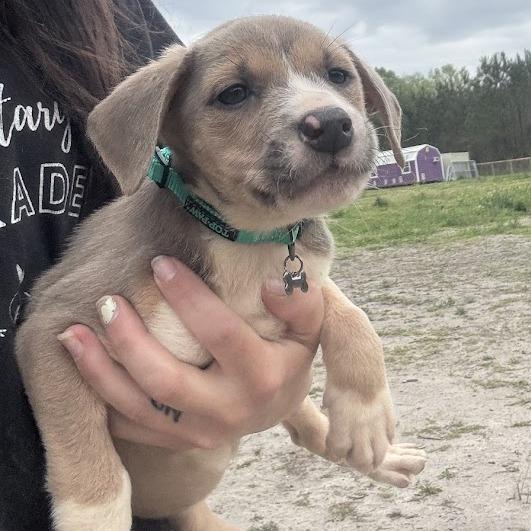 Enlarge Lilly, a Adoptable mixed breed in North Charleston, SC image 3/4