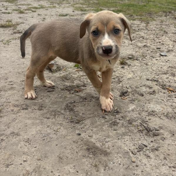 Enlarge Lilly, a Adoptable mixed breed in North Charleston, SC image 4/4