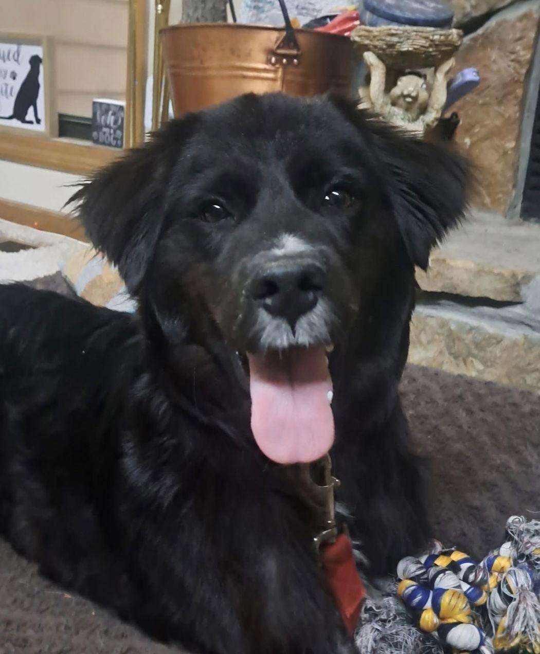 Enlarge Tommie Truffles, a Adopted Australian Shepherd in Alpharetta, GA image 1/3