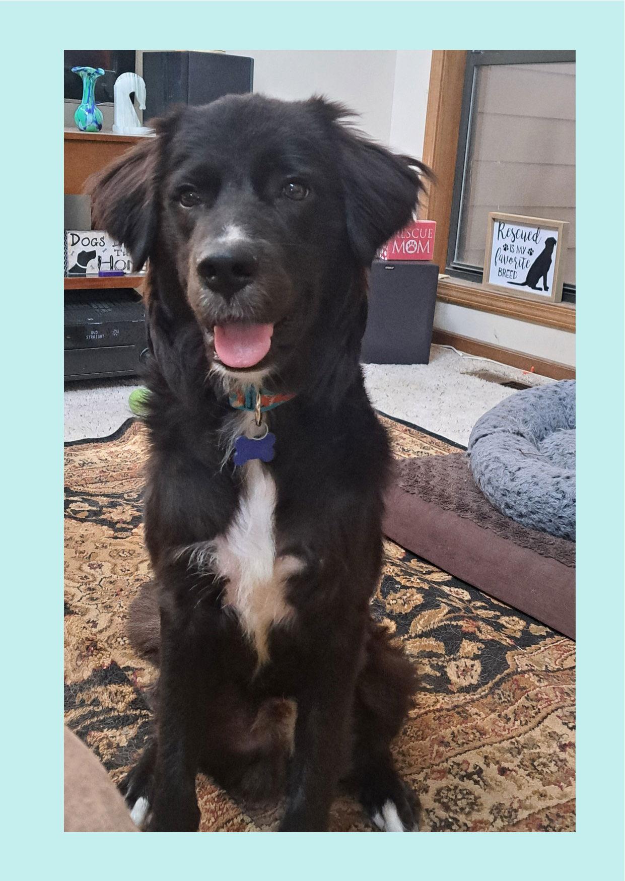 Enlarge Tommie Truffles, a Adopted Australian Shepherd in Alpharetta, GA image 2/3