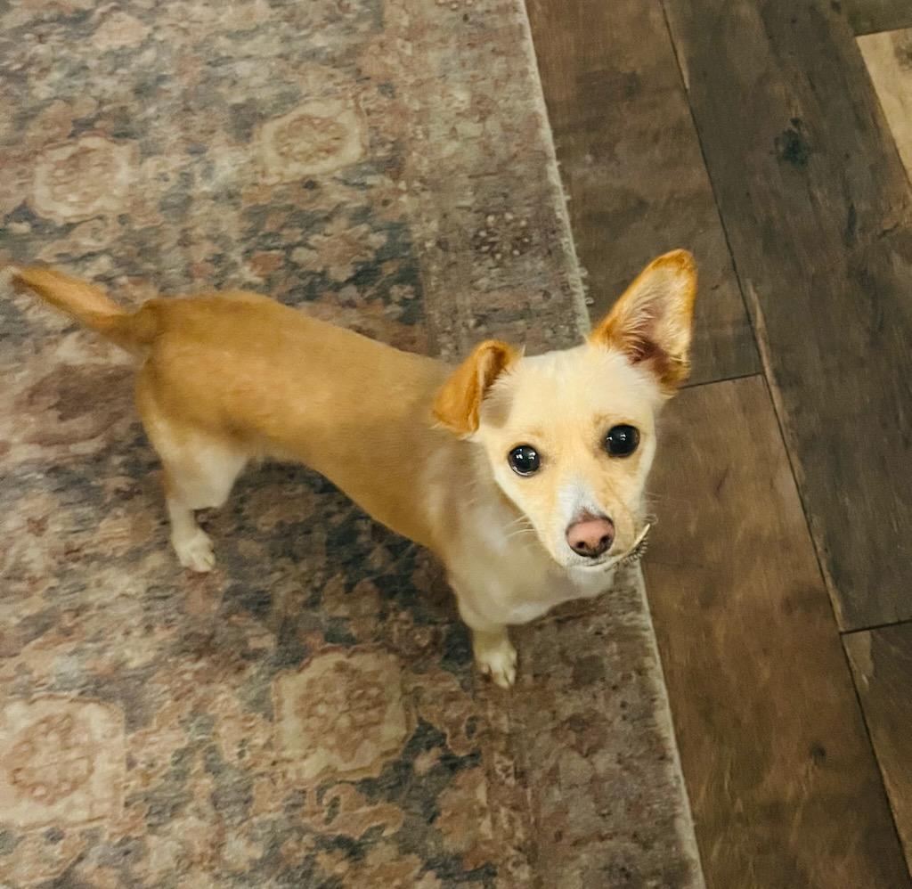 Bentley, Adopted, Young Male Chiweenie.