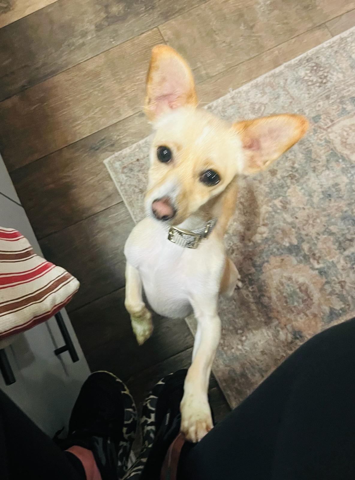 Enlarge Bentley, a Adopted Chiweenie in Greenville, SC image 2/2