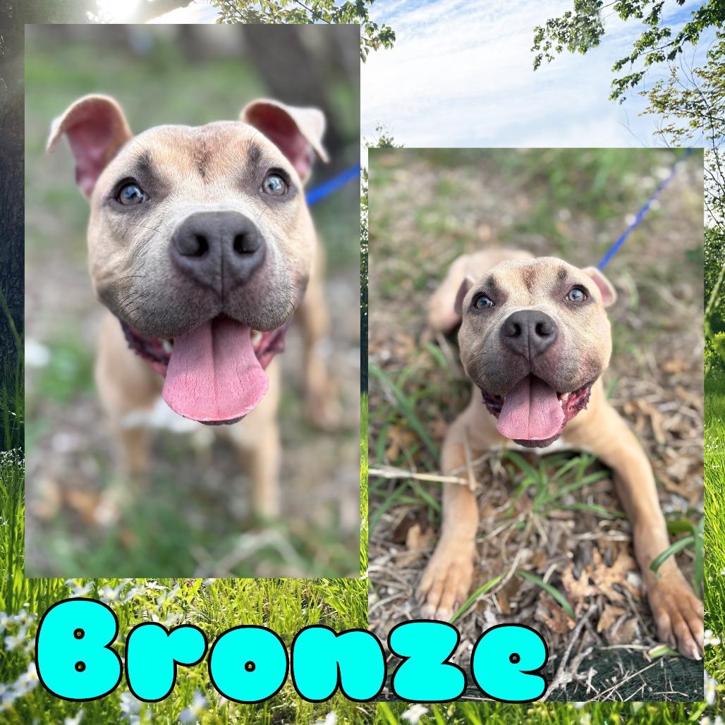 Bronze, Adoptable, Young Male Pit Bull Terrier & Pit Bull Terrier.