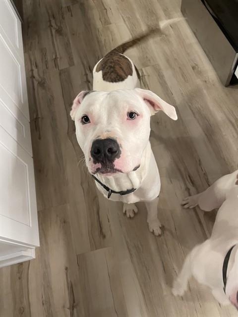 Enlarge DUKE, a Adoptable mixed breed in Chester, SC image 1/1