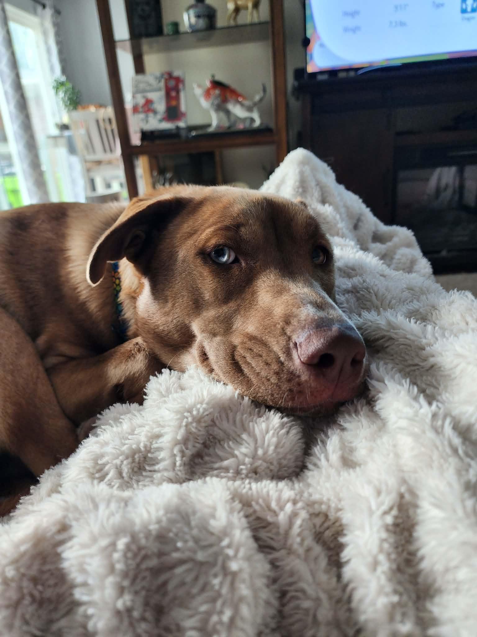 Enlarge Natasya, a ADOPTABLE mixed breed in Roseville, MI image 5/6