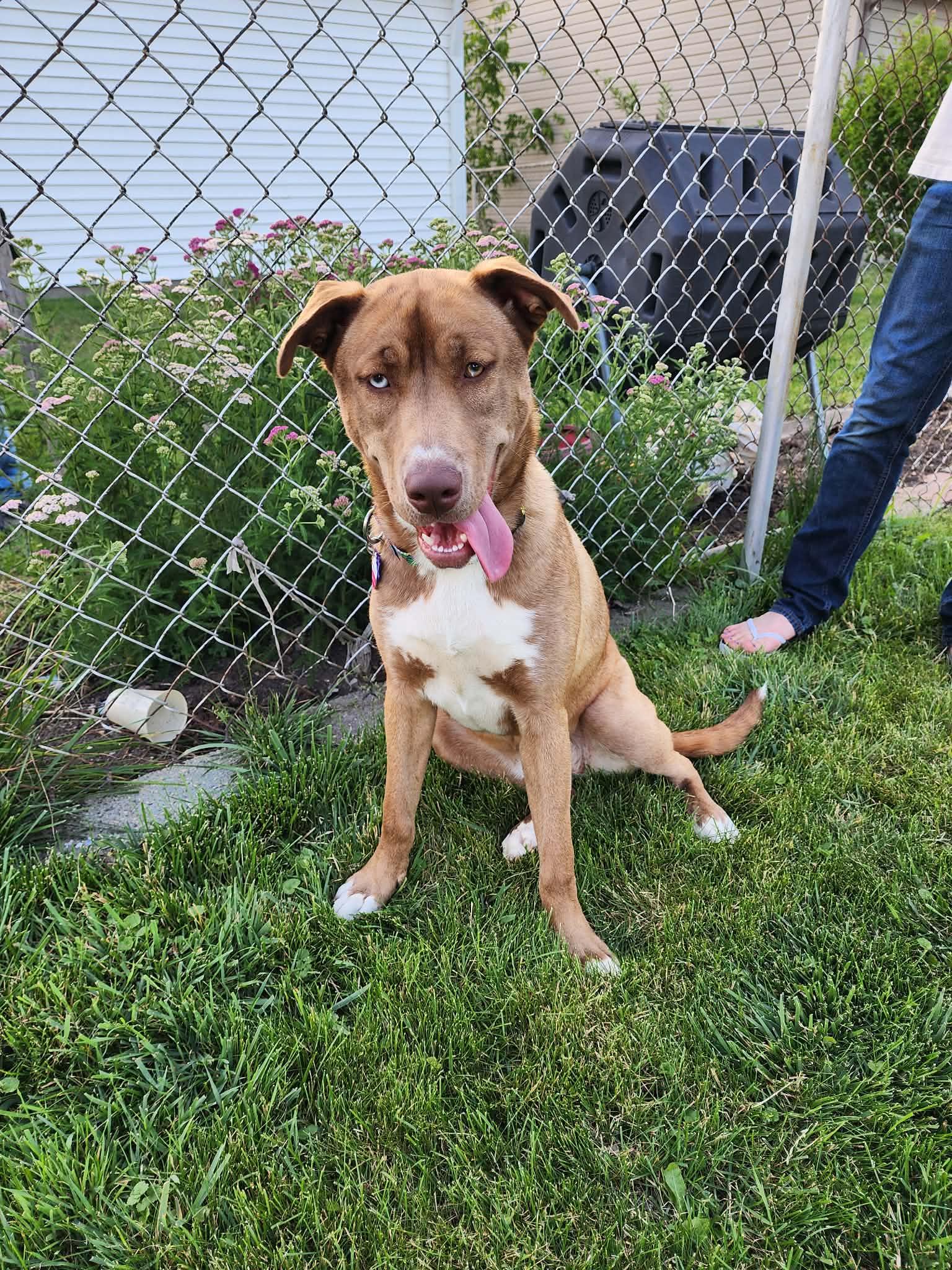 Enlarge Natasya, a ADOPTABLE mixed breed in Roseville, MI image 1/6