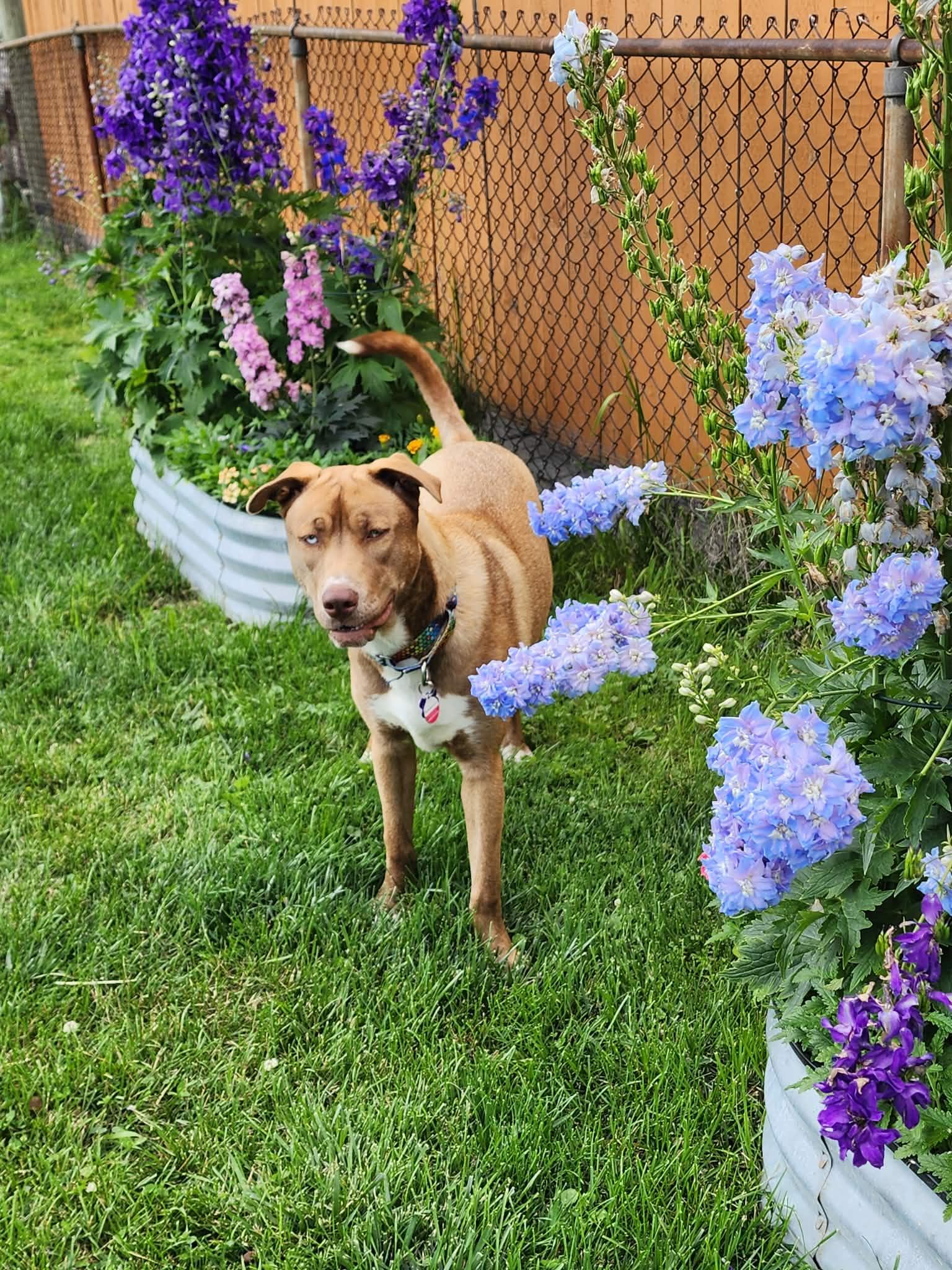 Enlarge Natasya, a ADOPTABLE mixed breed in Roseville, MI image 3/6