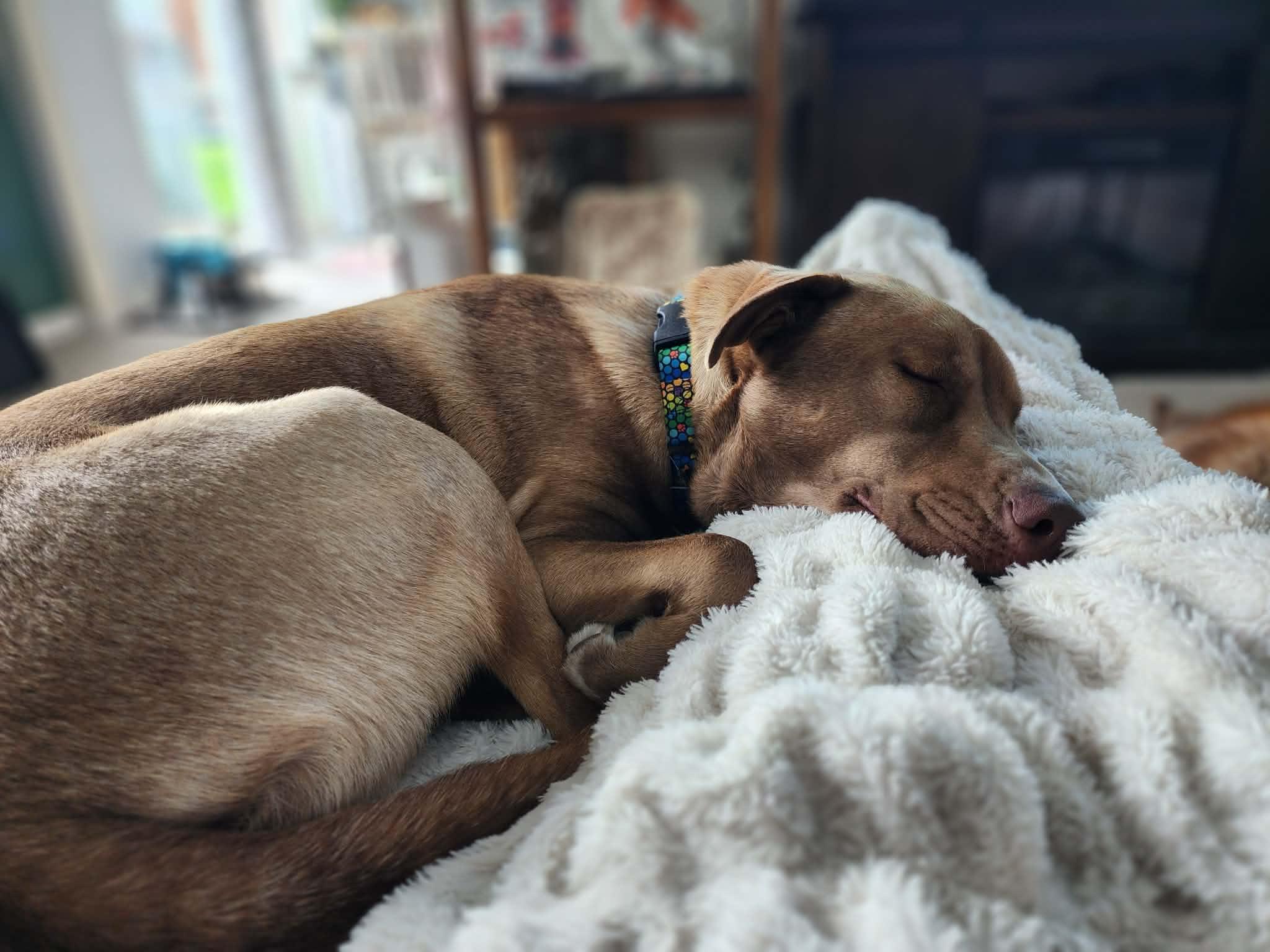Enlarge Natasya, a ADOPTABLE mixed breed in Roseville, MI image 2/6