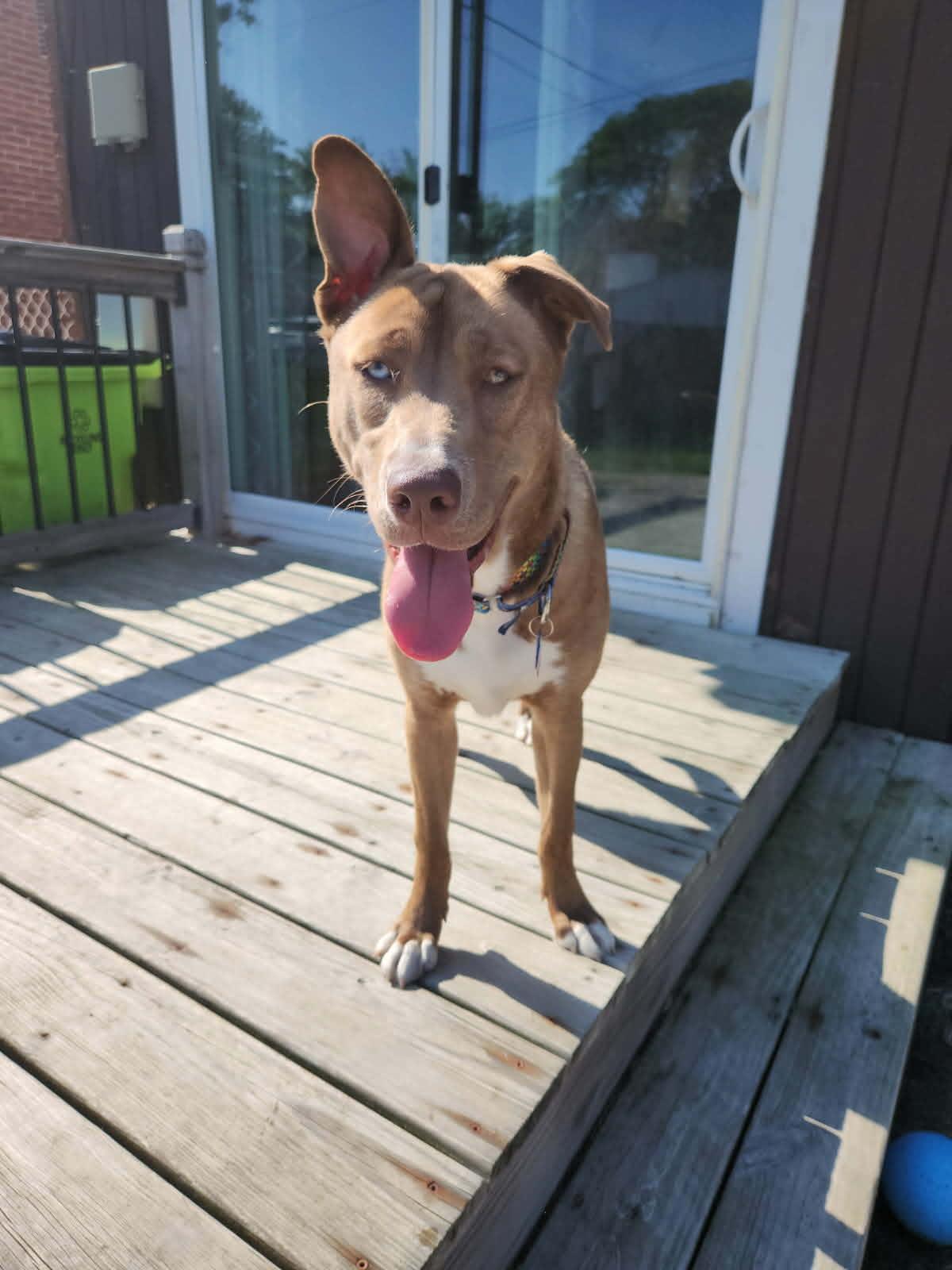 Enlarge Natasya, a ADOPTABLE mixed breed in Roseville, MI image 4/6