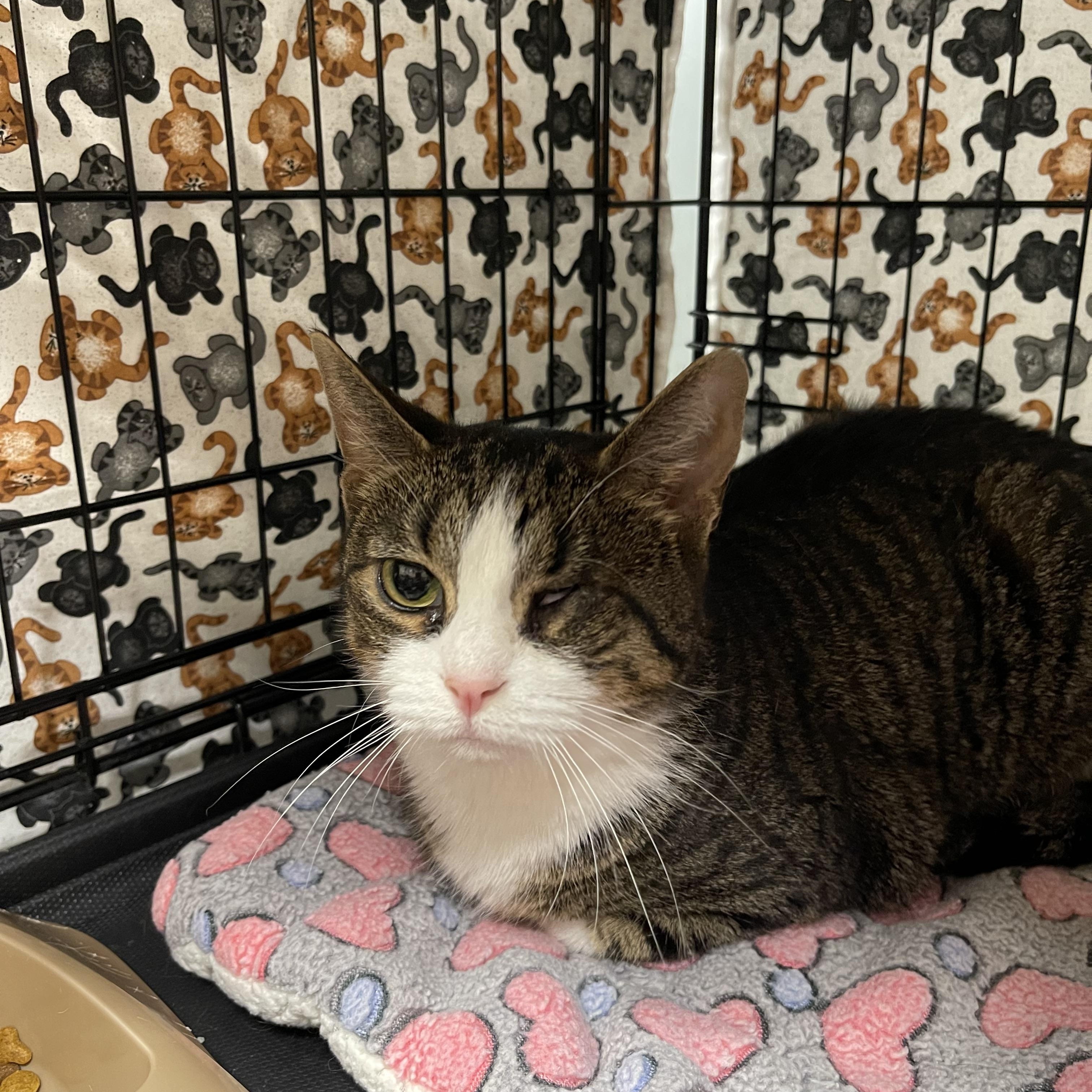 Poppy, Adoptable, Adult Female Domestic Short Hair.