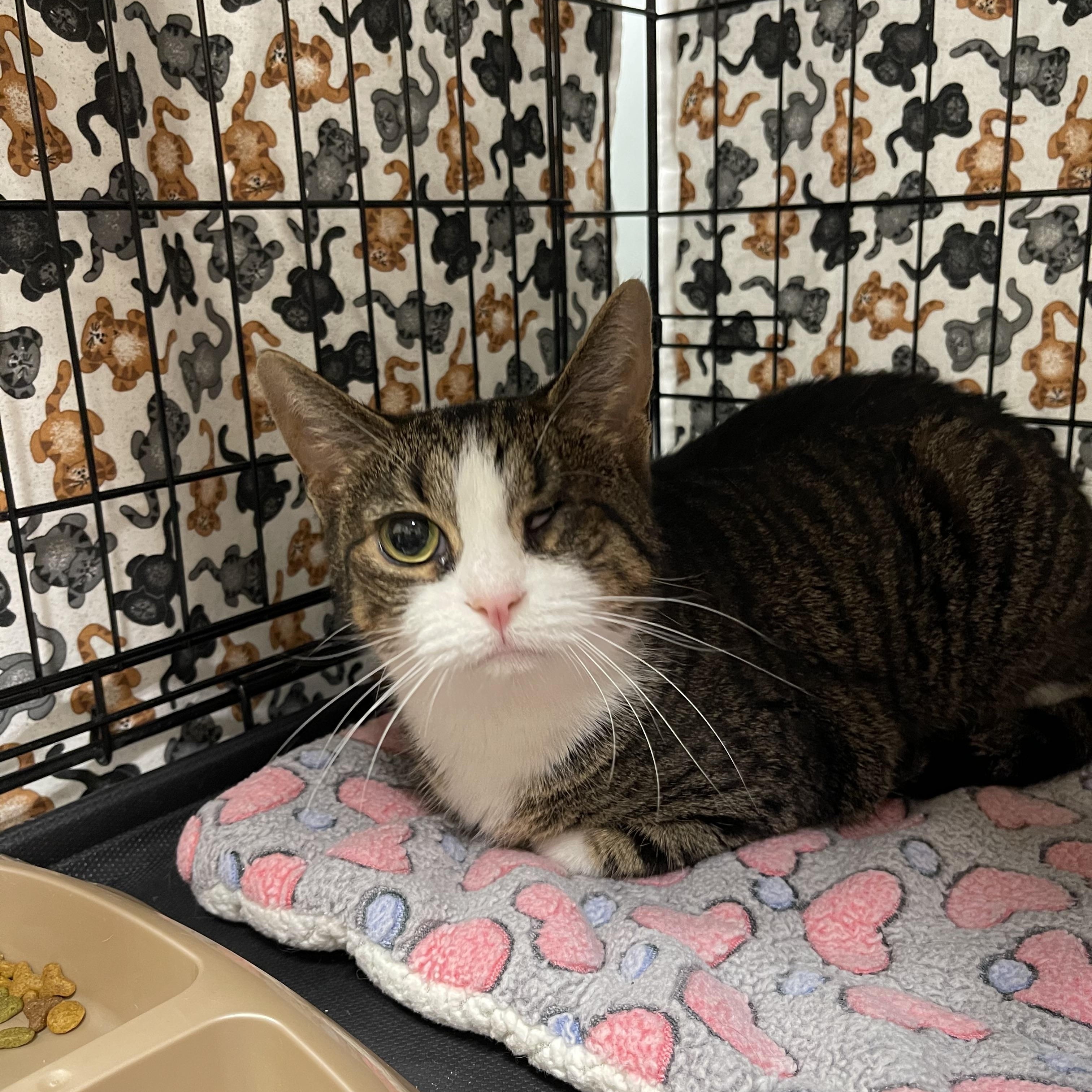 Enlarge Poppy, a Adoptable Domestic Short Hair in Highland, IN image 2/3