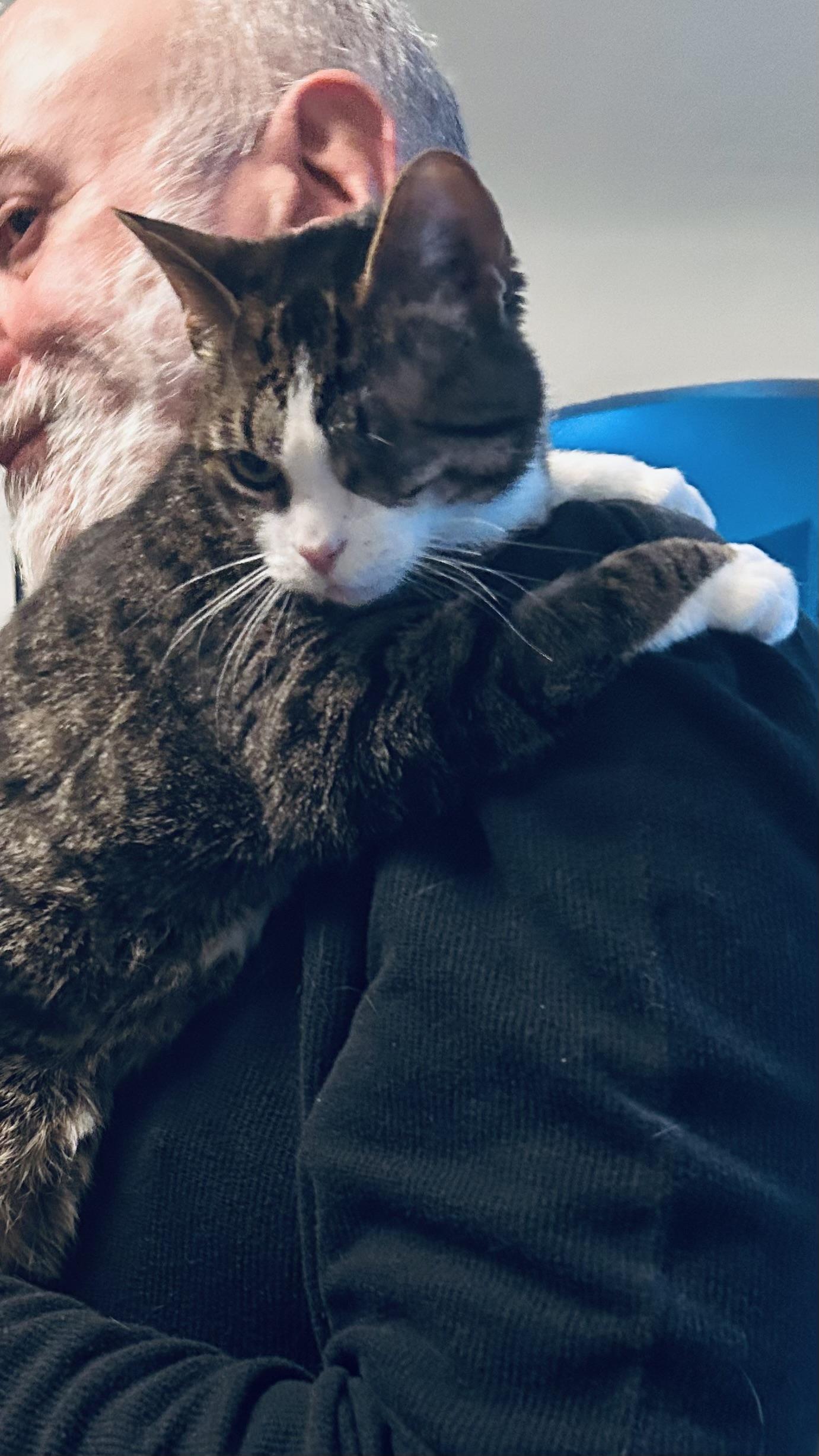 Enlarge Poppy, a Adoptable Domestic Short Hair in Highland, IN image 4/4