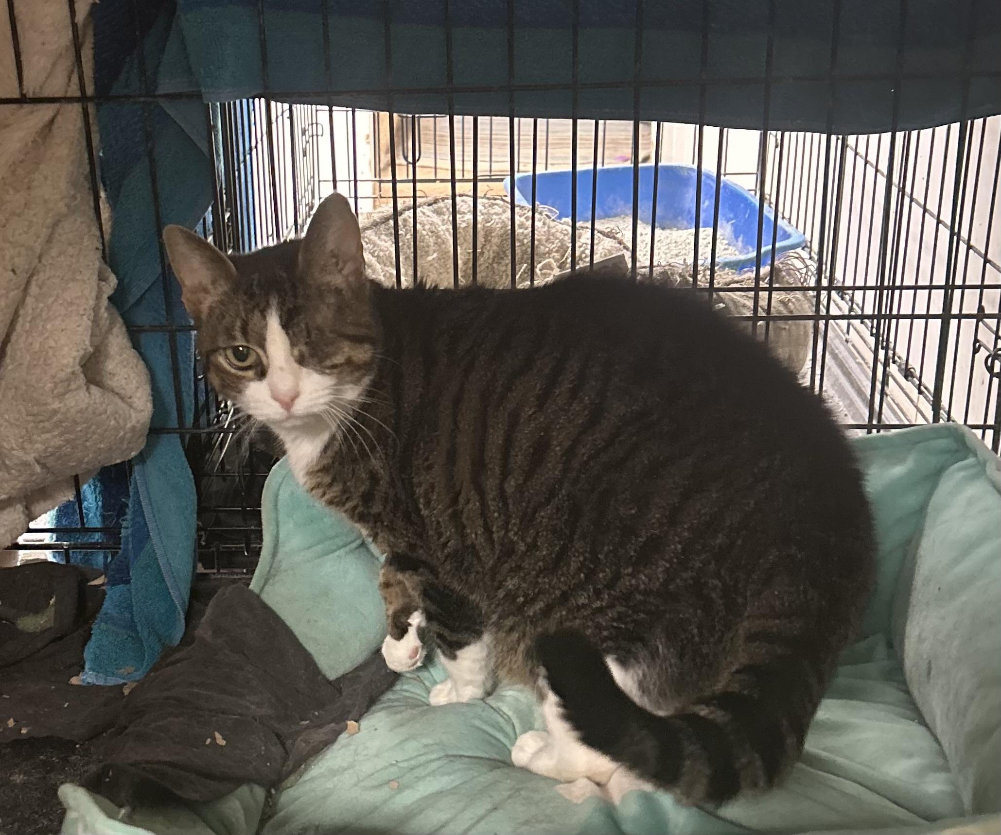 Enlarge Poppy, a Adoptable Domestic Short Hair in Highland, IN image 3/4