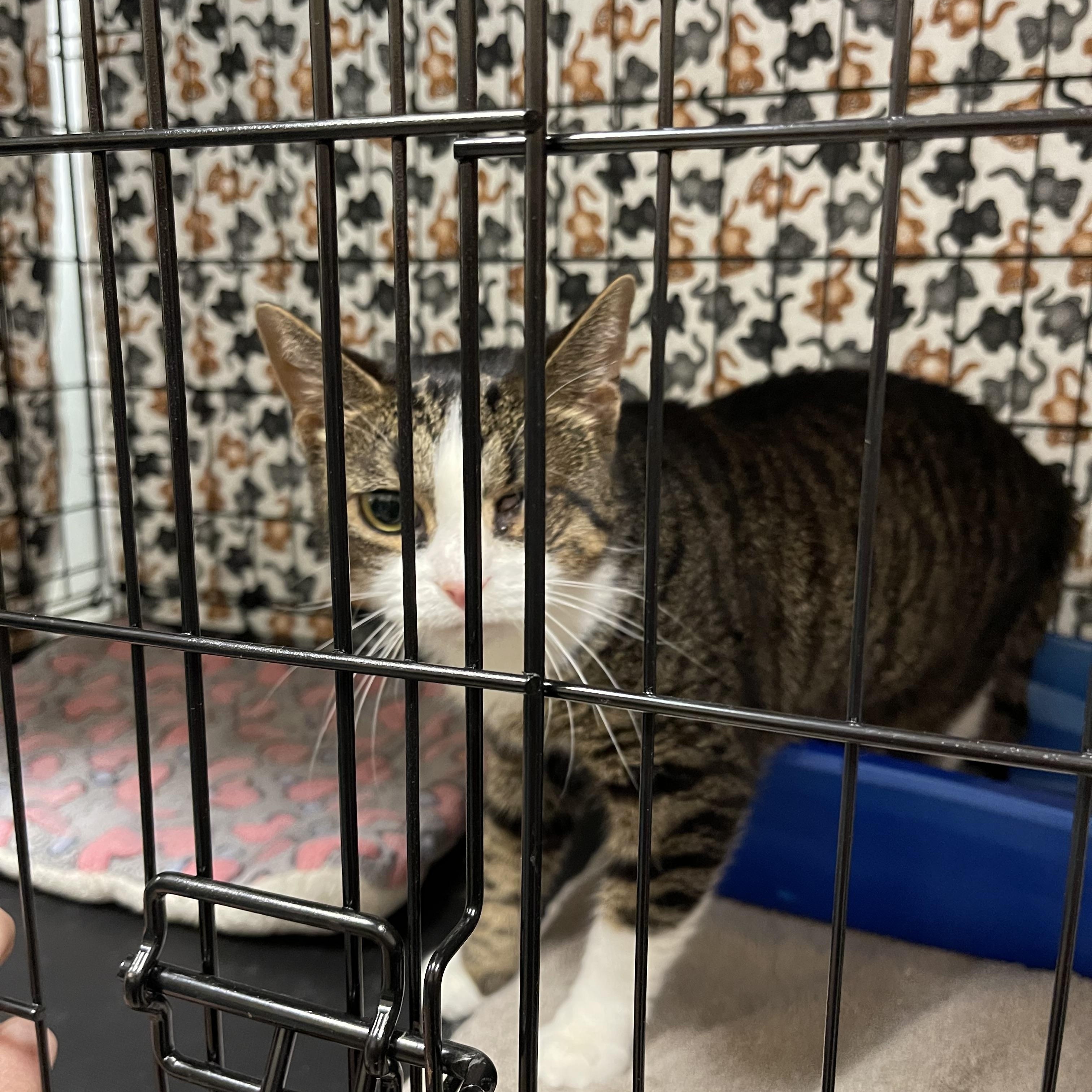 Enlarge Poppy, a Adoptable Domestic Short Hair in Highland, IN image 3/3