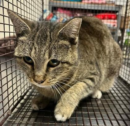Hippopotamus-Barn Cat, Adoptable, Adult Female Domestic Short Hair & Domestic Short Hair.