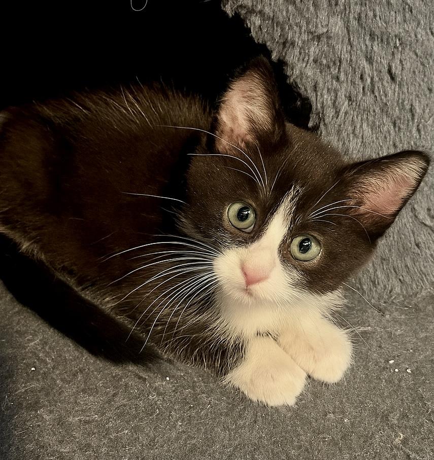 Tuxedo Cat for Adoption: Find Your Perfect Feline Friend Today