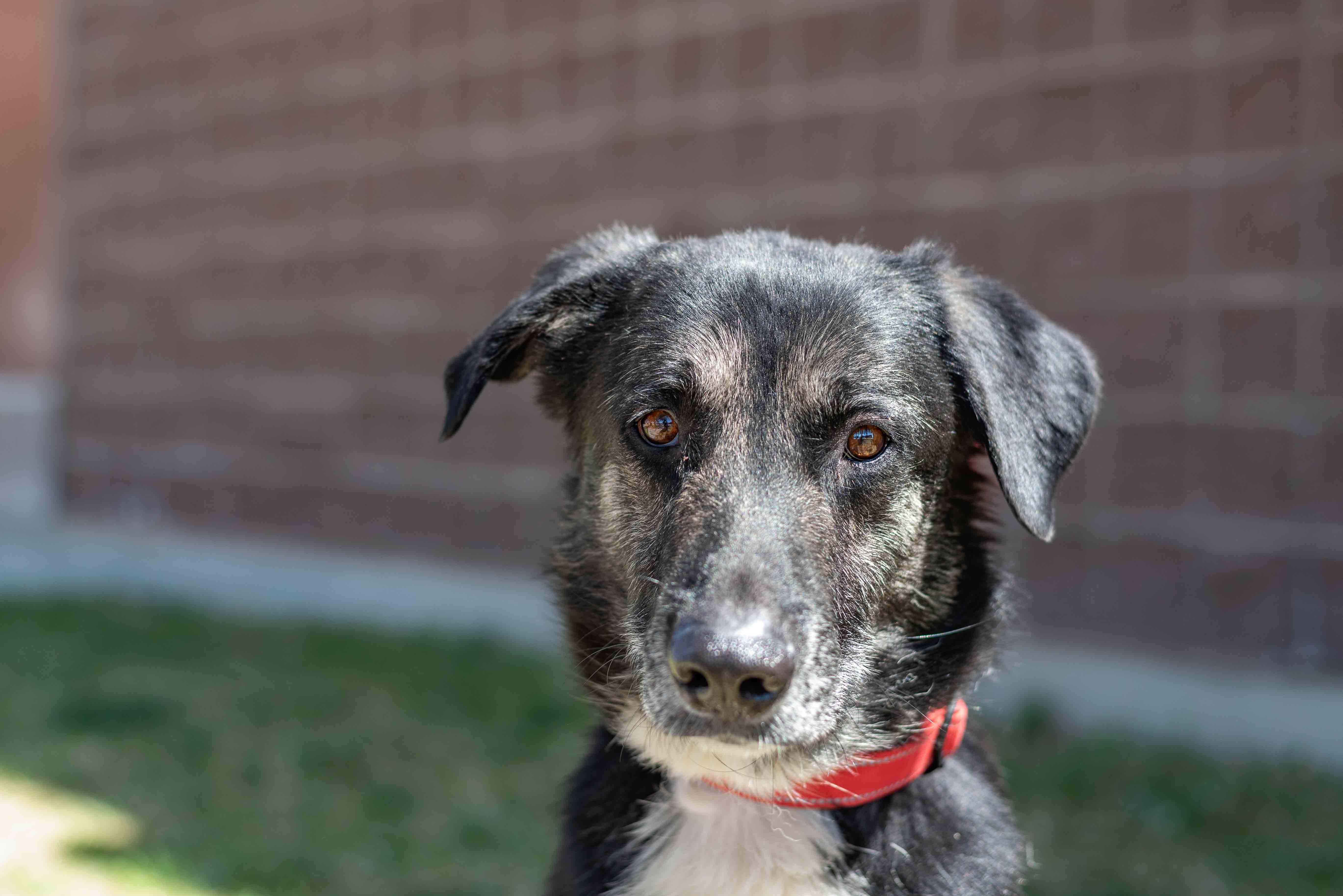 Enlarge Hogan, a ADOPTABLE mixed breed in Colorado Springs, CO image 2/3