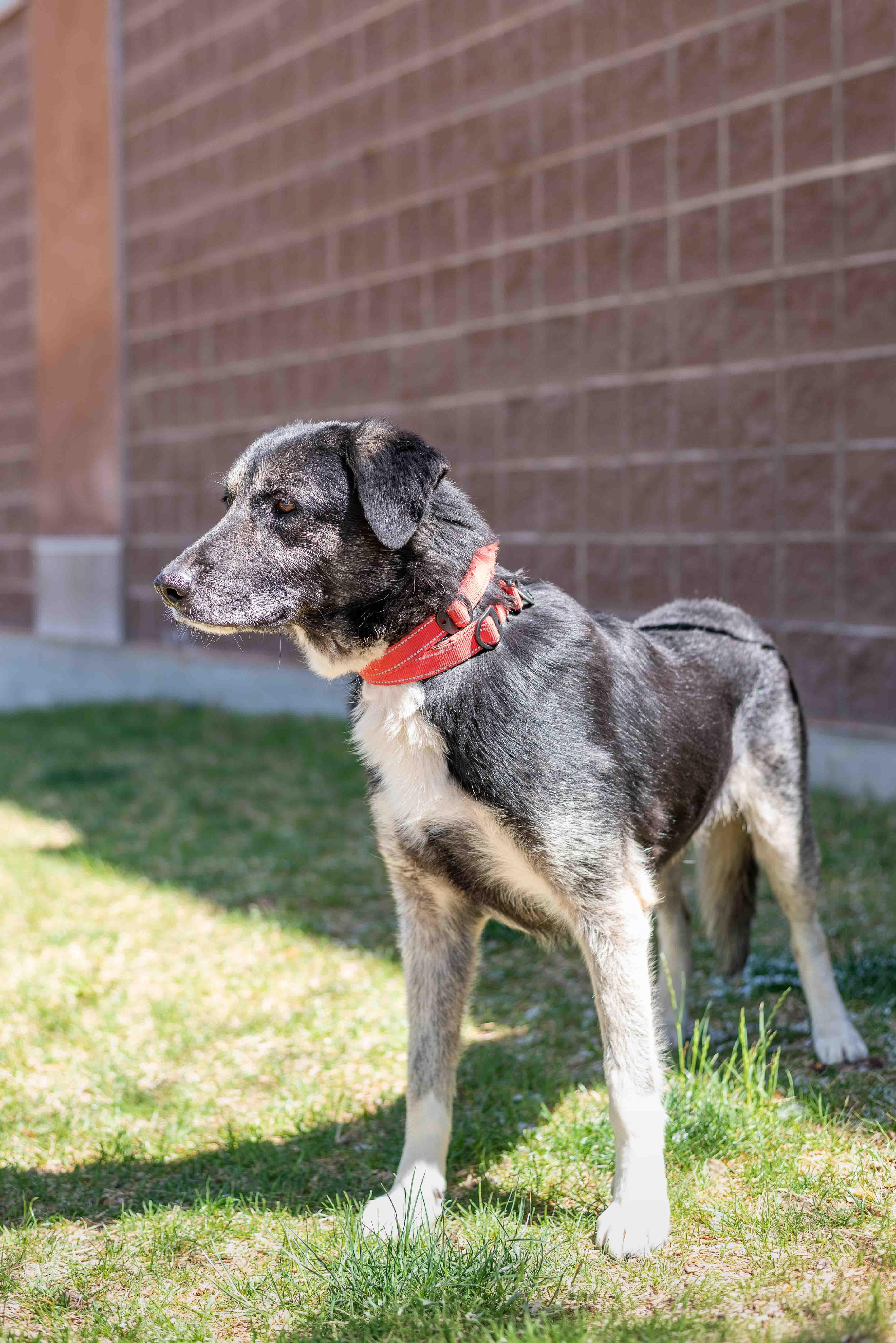 Enlarge Hogan, a ADOPTABLE mixed breed in Colorado Springs, CO image 3/3